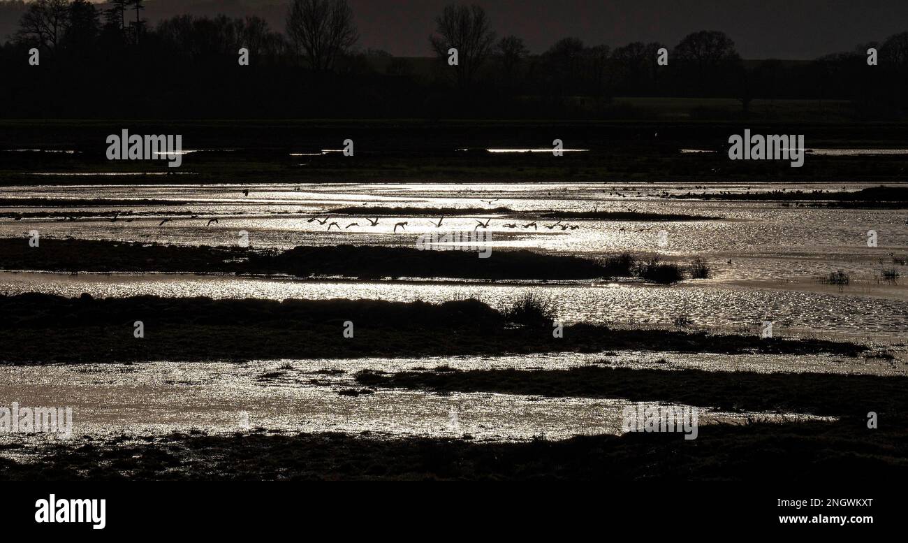 Pulborough UK 19th février 2023 - les oiseaux de nature sauvage viennent sur terre comme le soleil se délasser au-dessus de la réserve naturelle de Pulborough Brooks à West Sussex aujourd'hui après une journée de soleil avec des températures atteignant 16 degrés dans certaines parties du Royaume-Uni : Credit Simon Dack / Alamy Live News Banque D'Images