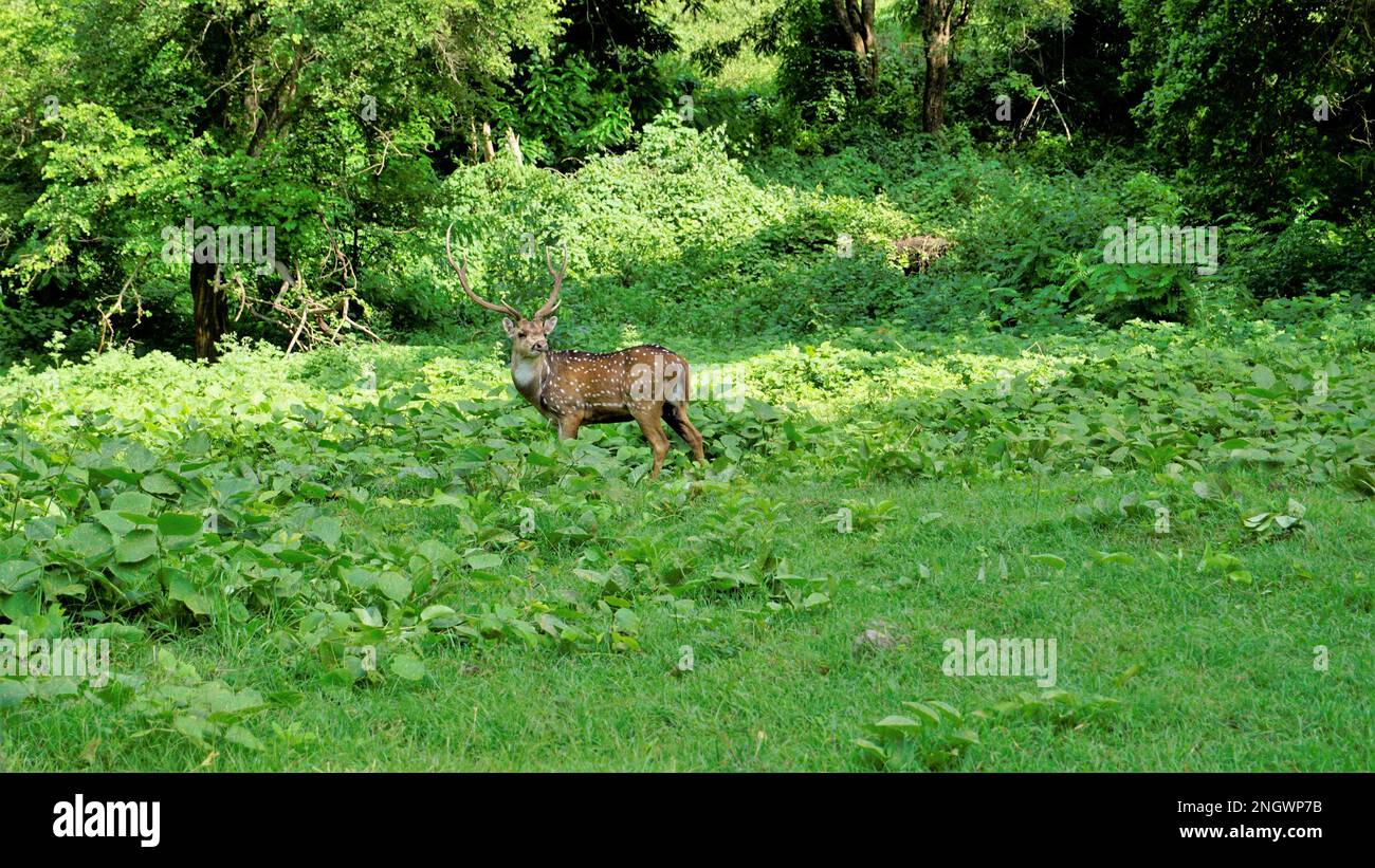 Cerfs à cornes sauvages isolés ou des cerfs d'axe broutant dans la forêt de Bandipur mudumalai Ooty Road, Inde. Magnifique beauté accrocheuse Banque D'Images