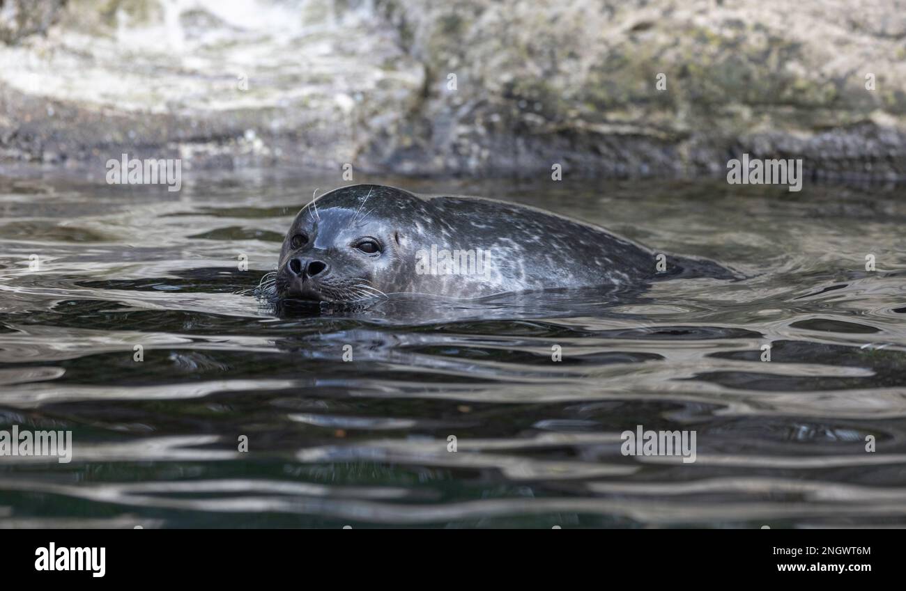 Sealion nagez dans l'eau Banque D'Images Sealion nagez dans l'eau Banque D'Images