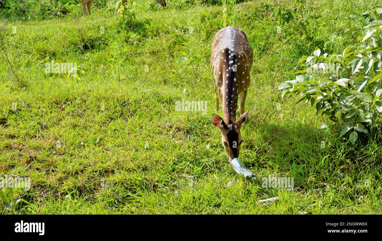 Cerf sauvage tacheté mangeant la couverture en plastique lancée par les navetteurs dans le Bandipur mudumalai Ooty Road, Inde. Impact sur les animaux sauvages en raison de la pollution. Banque D'Images