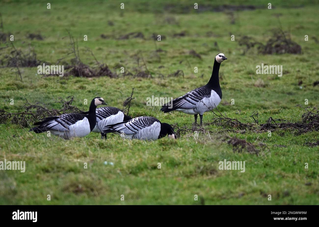 L'oie des bernaches (Branta leucopsis) est une espèce d'oie appartenant au genre Branta des bernaches noires. Ces oies hibernent en Frise orientale, Ger Banque D'Images
