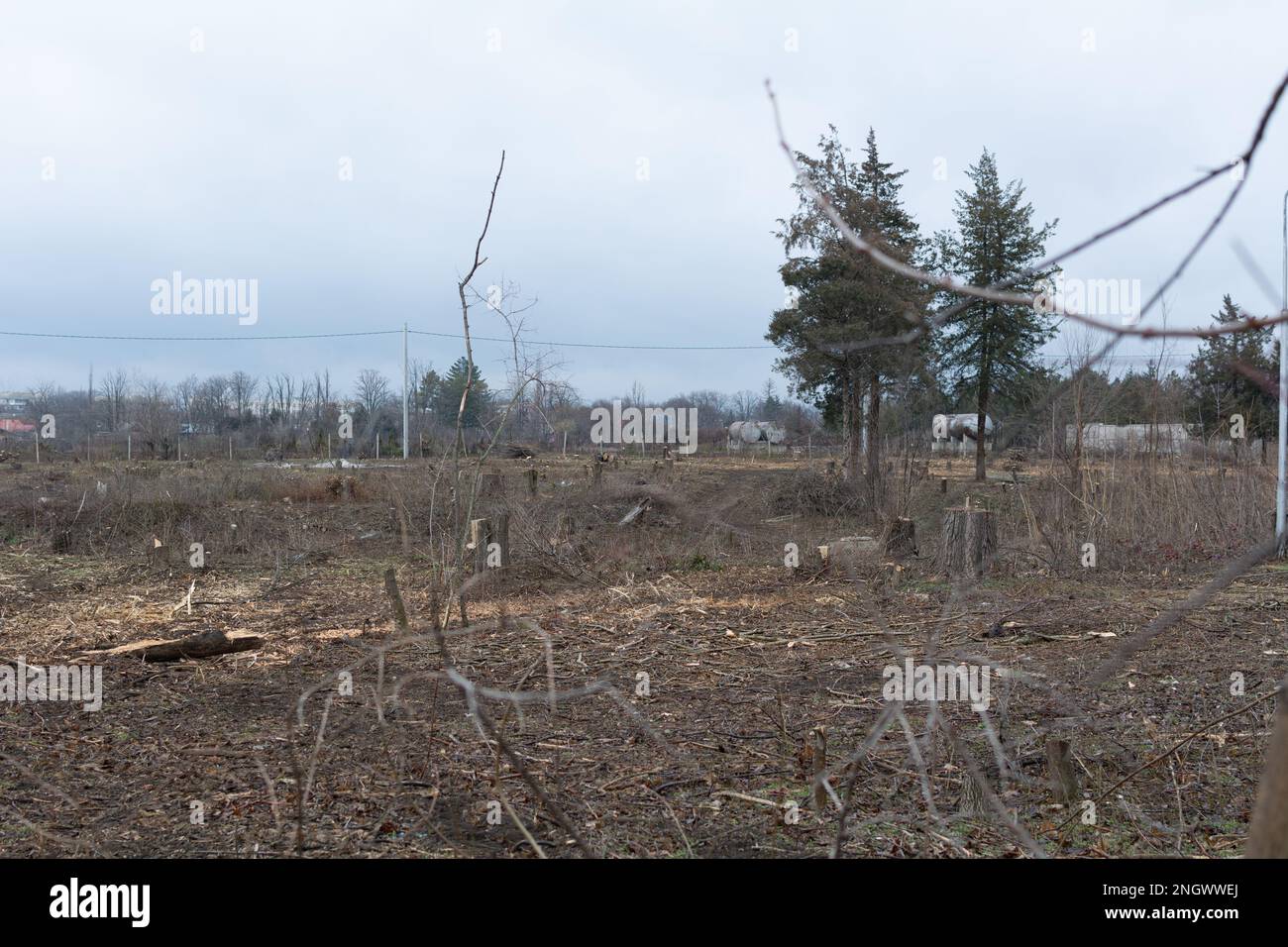 Abattre des arbres dans la ville. Déforestation. Catastrophe écologique. Beaucoup d'arbres tombés. Il y a destruction de la biosphère dans la réputation non reconnue Banque D'Images