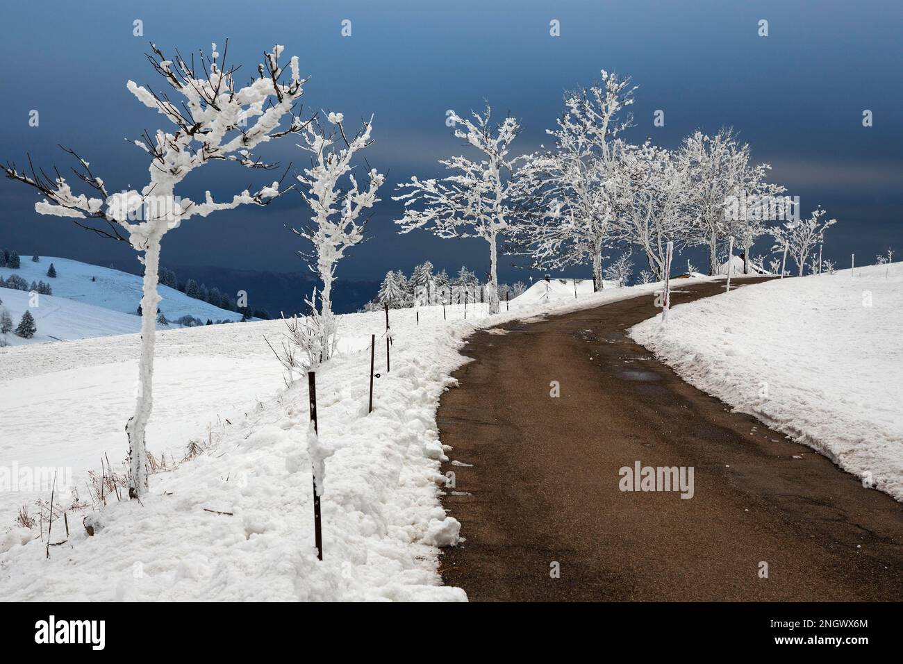 Rangée d'arbres enneigée avec route dans un paysage enneigé, ciel dramatique, Schauinsland, Forêt Noire, Bade-Wurtemberg, Allemagne Banque D'Images