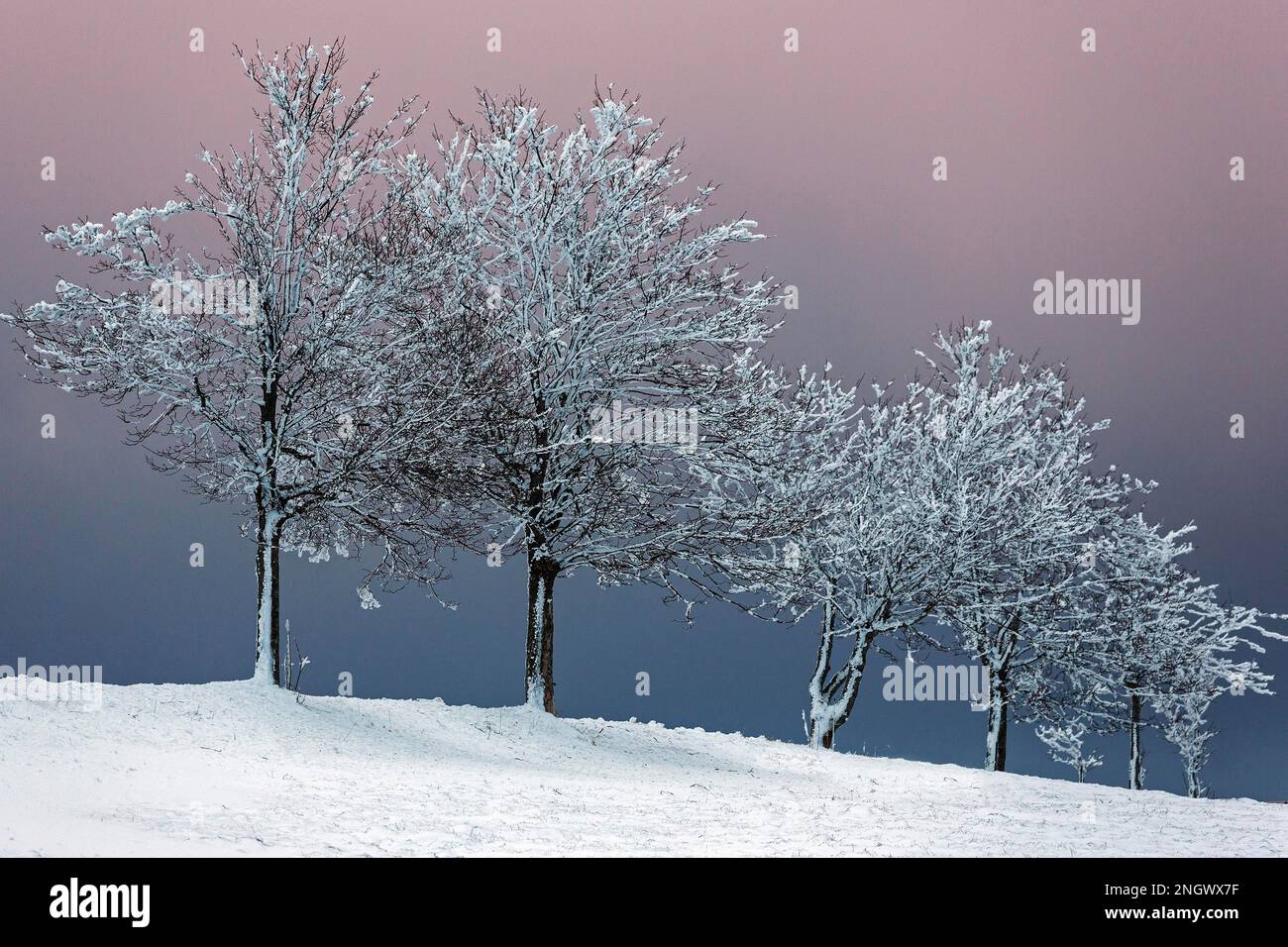 Rangée d'arbres enneigée dans un paysage enneigé, ciel nocturne, Schauinsland, Forêt Noire, Bade-Wurtemberg, Allemagne Banque D'Images
