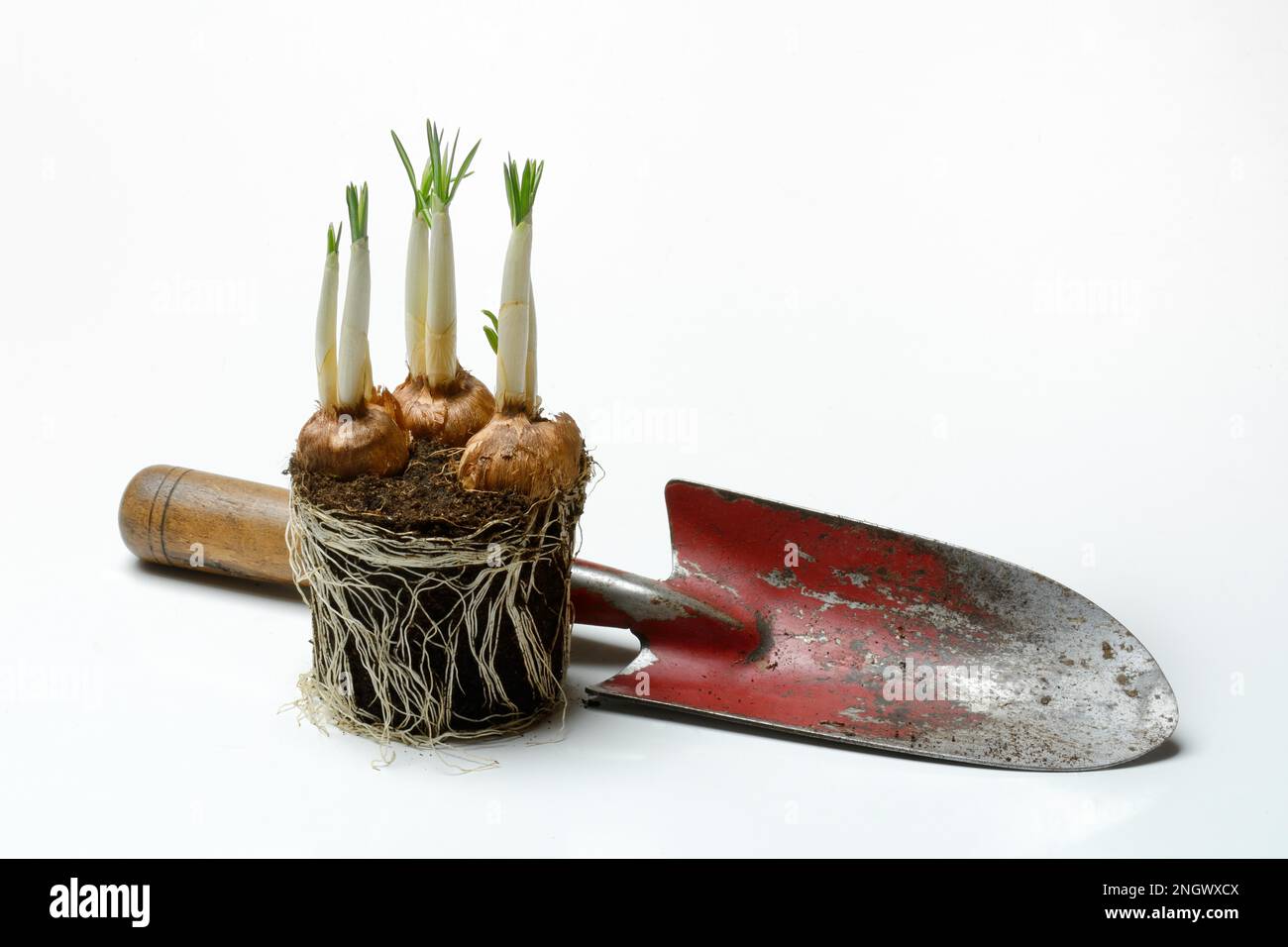 Tubercules flottants de crocus avec crocus blanc (Crocus vernus Jeanne DARC) Banque D'Images