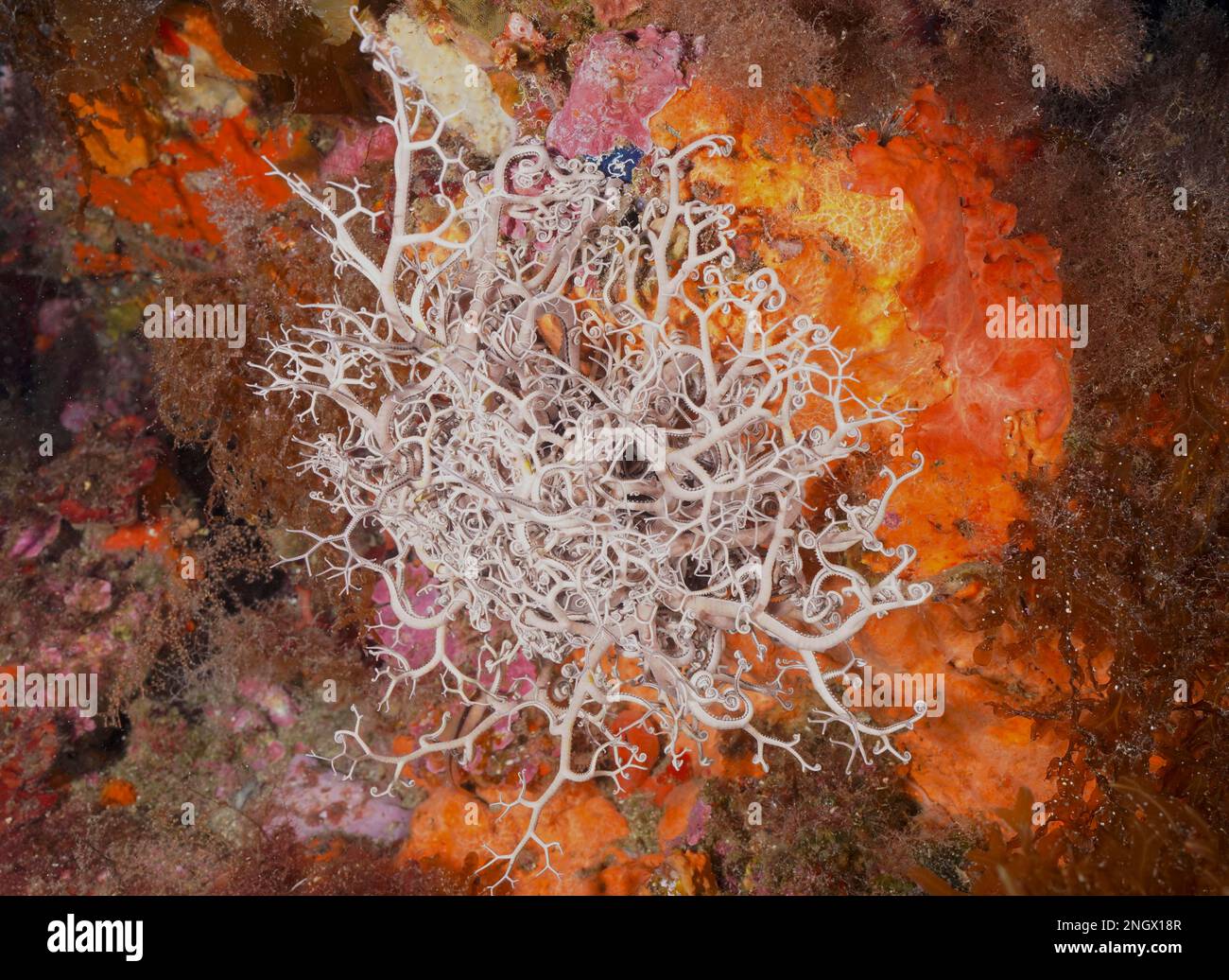 L'étoile du panier méditerranéen (Astrospartus mediterraneus) dans la mer Méditerranée près d'Hyères. Site de plongée sur la péninsule de Giens, Côte d'Azur, France Banque D'Images