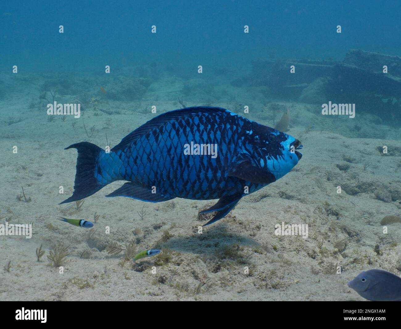 Parrotfish de minuit (Scarus coelestinus), site de plongée du parc national John Pennekamp Coral Reef, Key Largo, Florida Keys, Floride Banque D'Images
