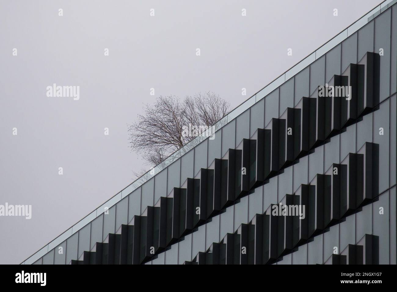 Lone Tree sur un jardin sur le toit au Barbican London Banque D'Images