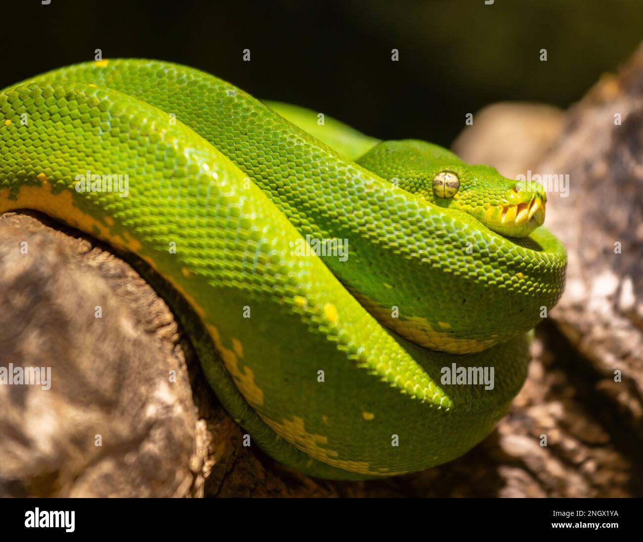 AQUARIUM DE ST ANDREWS, ÉCOSSE, EUROPE - Emerald Tree Boa en captivité, à l'aquarium de St Andrews. Corallus caninus Banque D'Images