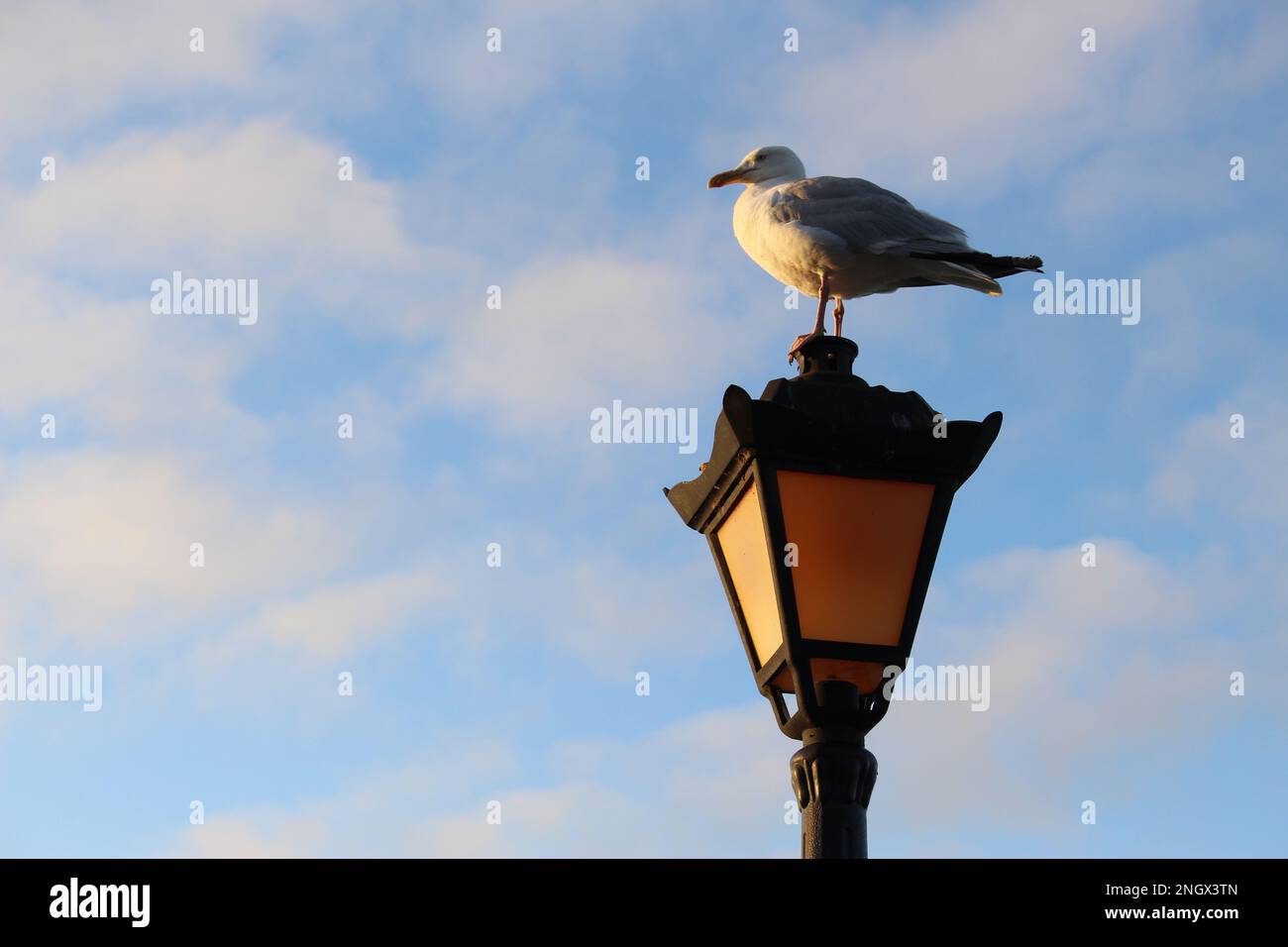 Mouette adulte perchée au sommet d'un ancien lampadaire noir à l'heure d'or, isolée contre un ciel bleu avec des nuages blancs plus sages St. Ives, Cornwall Banque D'Images