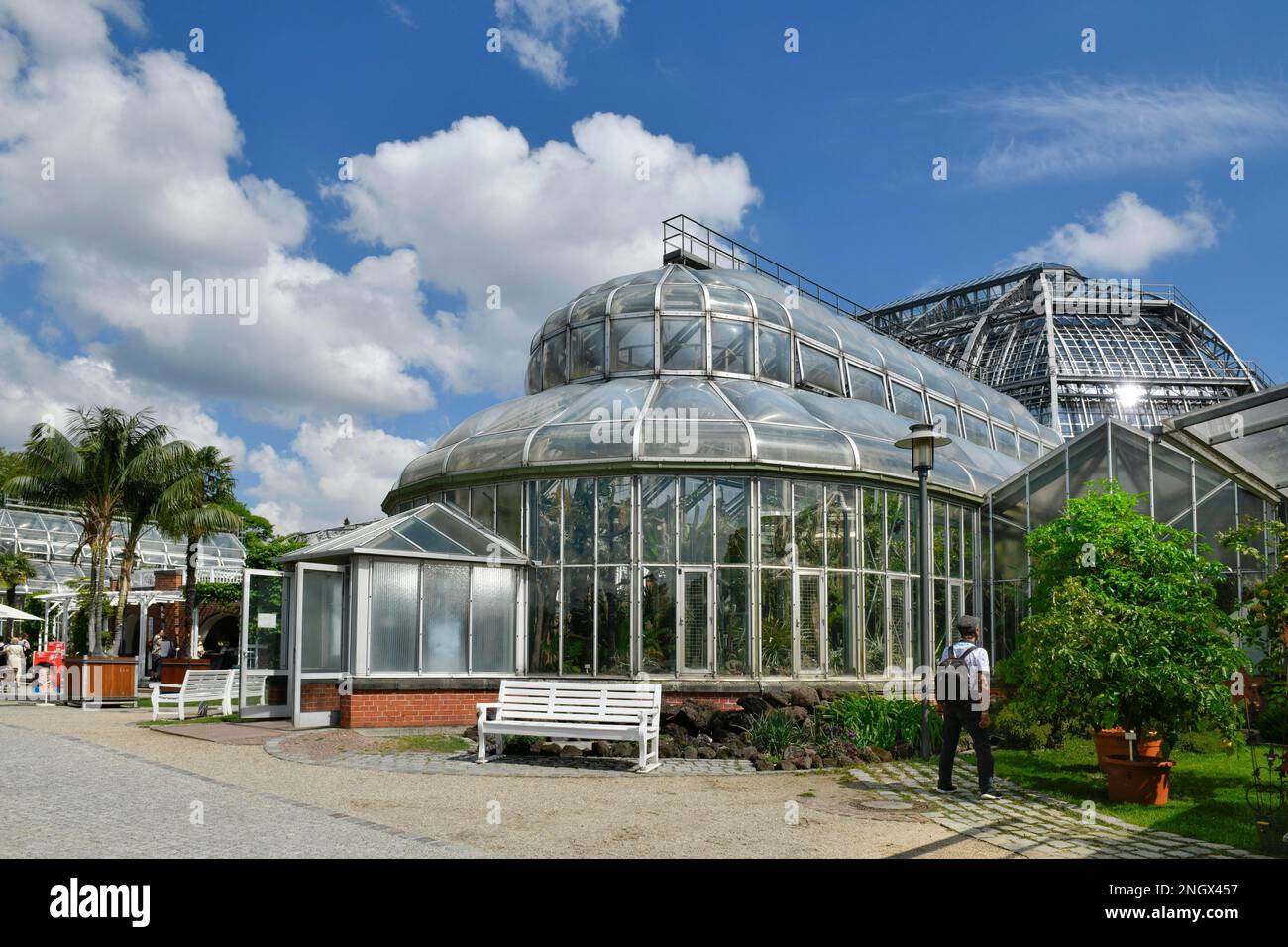 Fern House, jardin botanique, Koenigin-Luise, Lichterfelde, Steglitz-Zehlendorf, Berlin, Allemagne, Koenigin-Luise-Strasse Banque D'Images