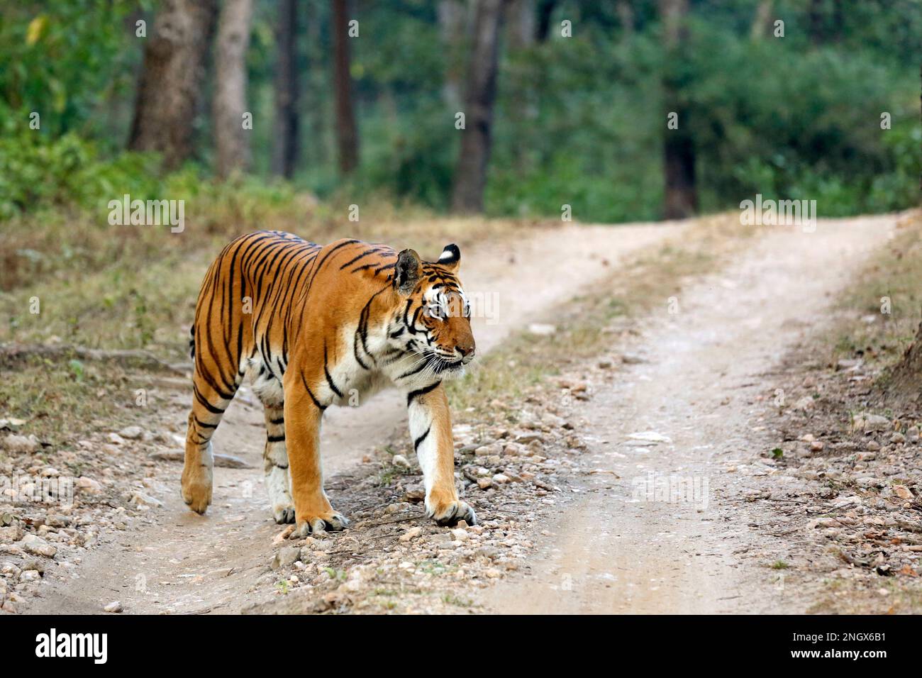Bengale Tiger (Panthera tigris tigris) Crossing Gravel Road. Parc national de Kanha, Inde Banque D'Images