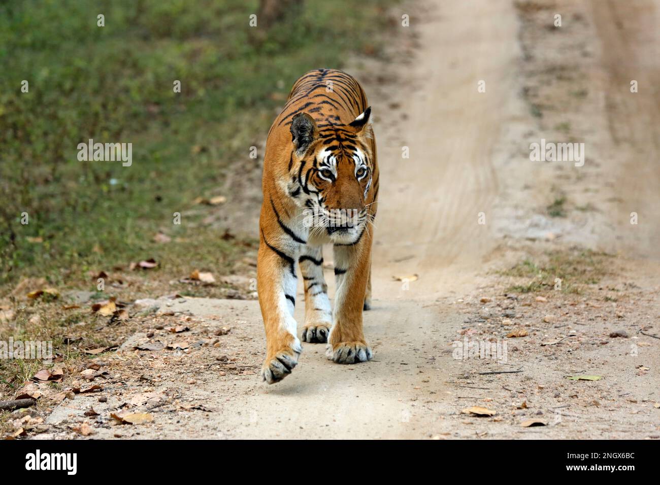 Bengale Tiger (Panthera tigris tigris) en approche sur Gravel Road. Parc national de Kanha, Inde Banque D'Images