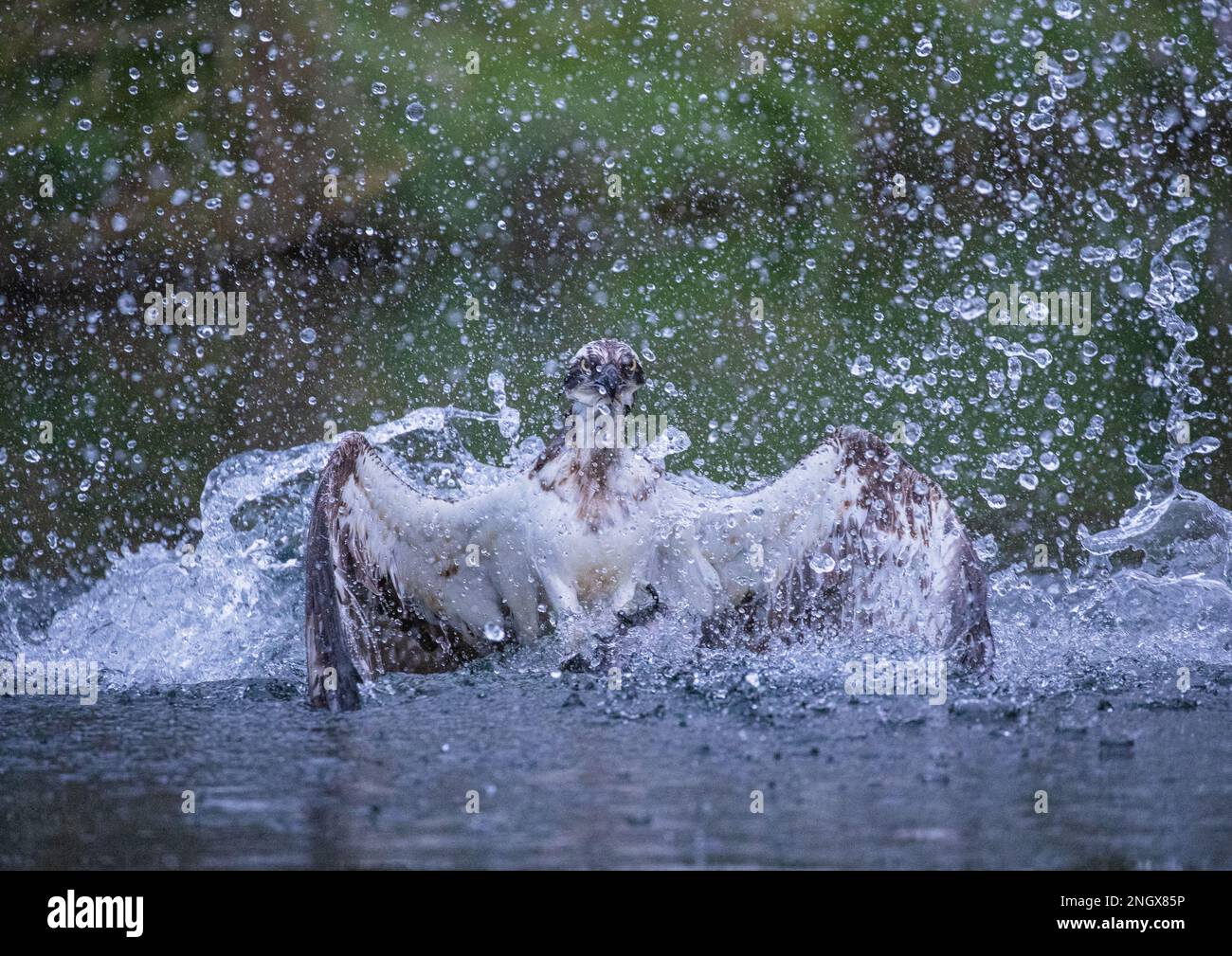 Un plan d'action d'un Osprey (Pandion haliatus) submergé dans l'eau et pulvérisé montrant l'énergie nécessaire pour se soulever de l'eau avec des poissons . ROYAUME-UNI Banque D'Images