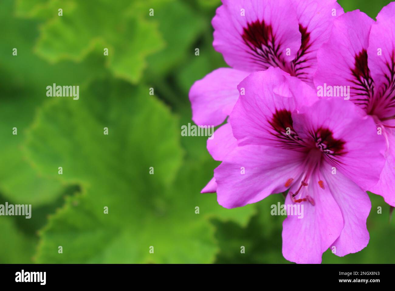 Gros plan de fleurs de rhododendron rose sur fond vert flou (Cornouailles, Angleterre) Banque D'Images