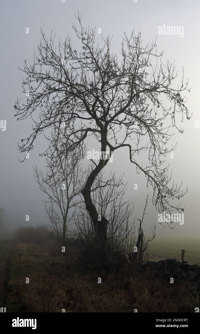 Un matin frais et brumeux, un arbre isolé sans feuilles en silhoueted contre le soleil des hivers faibles le long d'un sentier vers Flagg dans le Derbyshire Banque D'Images