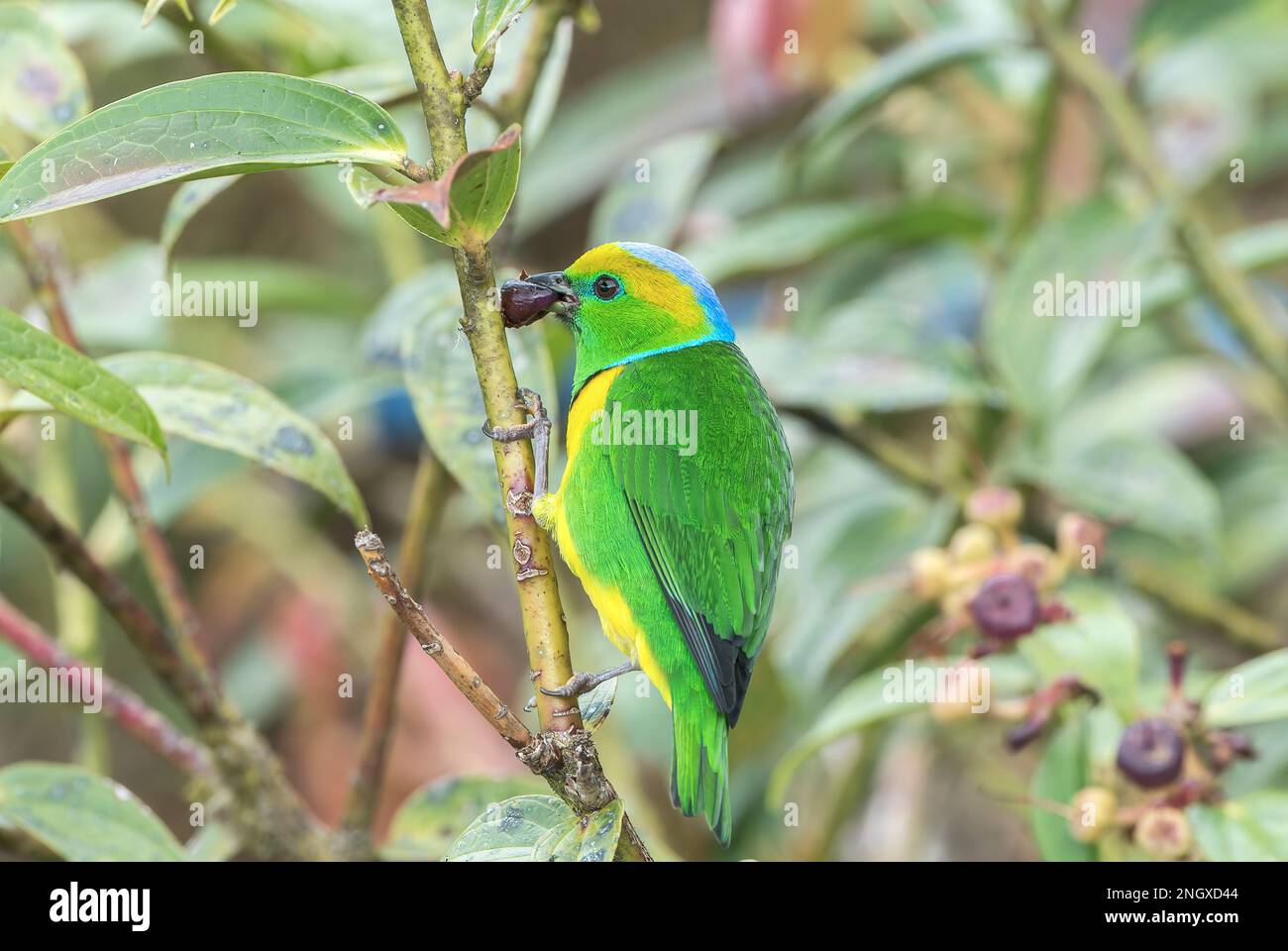 Chlorophonie dorée, Chlorophonie callophrys, mâle adulte unique qui se nourrit de baies, Savegre, Costa Rica Banque D'Images