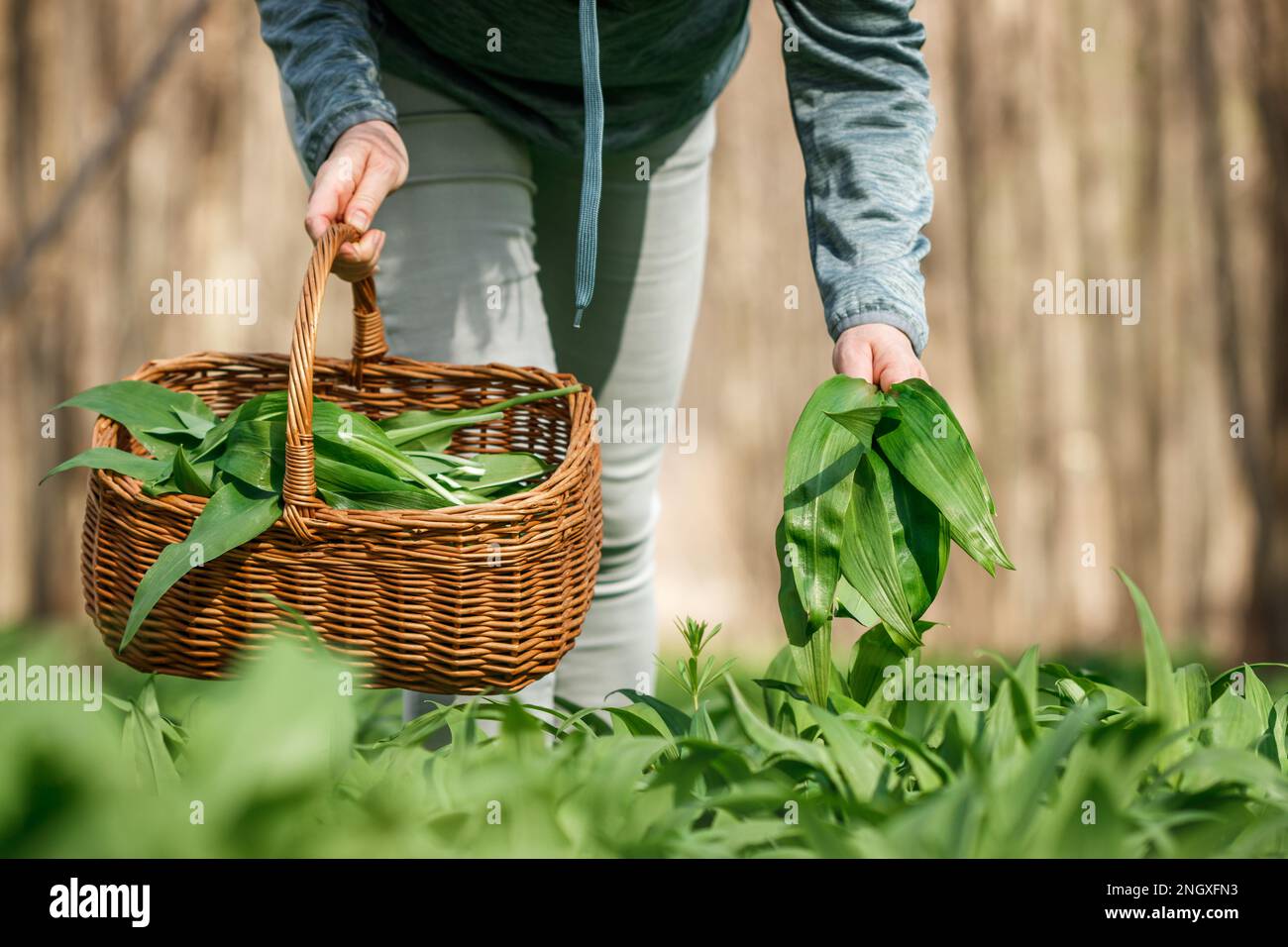 Récolte de plantes. Femme cueillant des feuilles d'ail sauvages dans un panier en forêt Banque D'Images