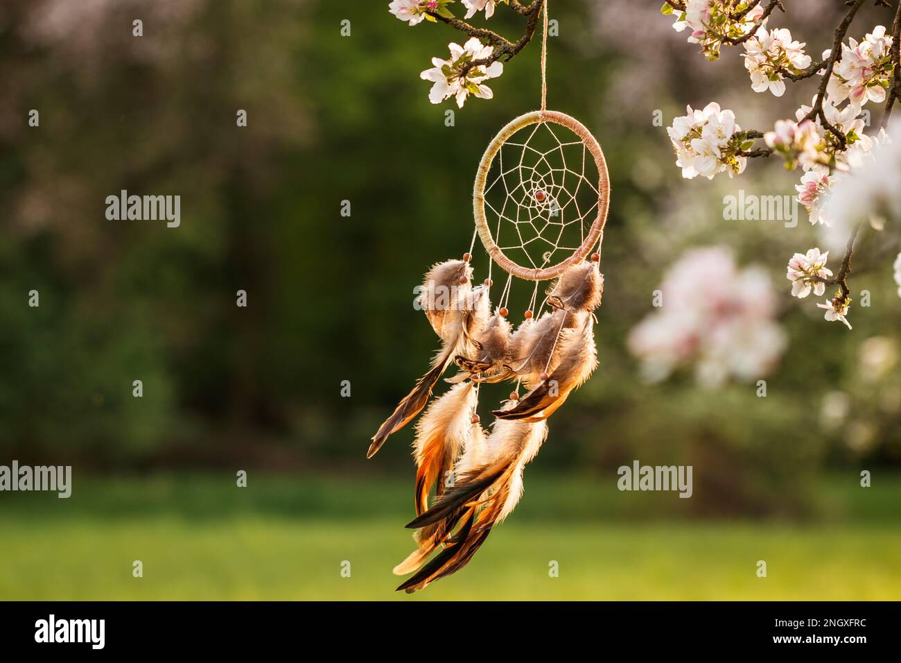 Dreamcatcher accroché à l'arbre en fleurs dans le vent au printemps. Spiritualité et amulette rituelle pour le bon rêve Banque D'Images