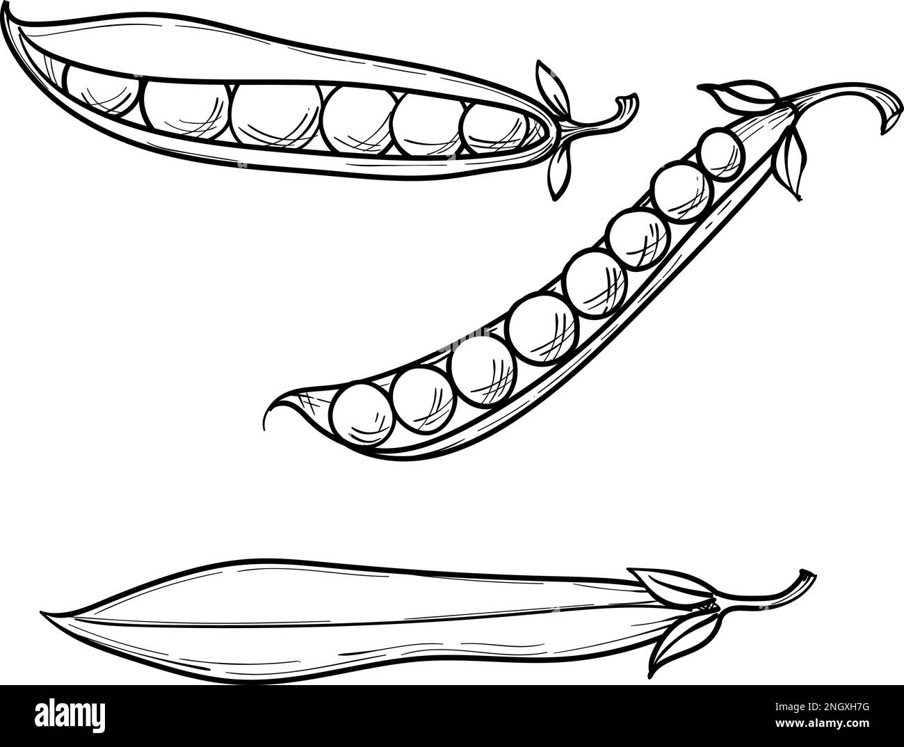 pois verts doux, gousse entière et petits pois, dessin vectoriel dessiné à la main Illustration de Vecteur
