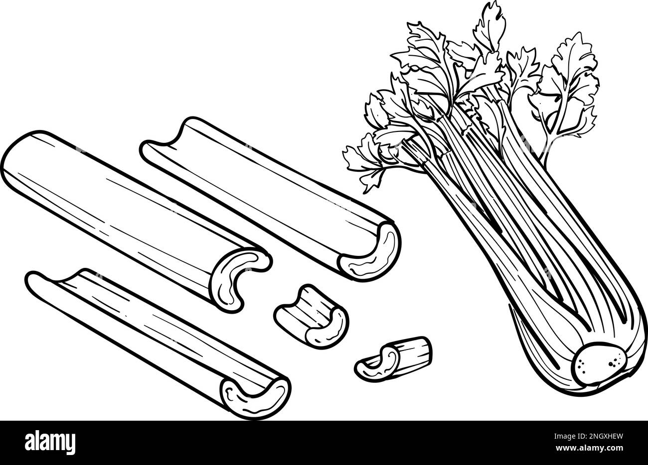 Céleri sur fond blanc. Illustration vectorielle de céleri.Outline illustration du produit agricole . Agriculture plante cultivée. Illustration de Vecteur