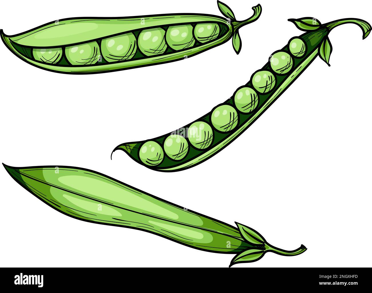 pois verts doux, gousse entière et petits pois, dessin vectoriel dessiné à la main Illustration de Vecteur