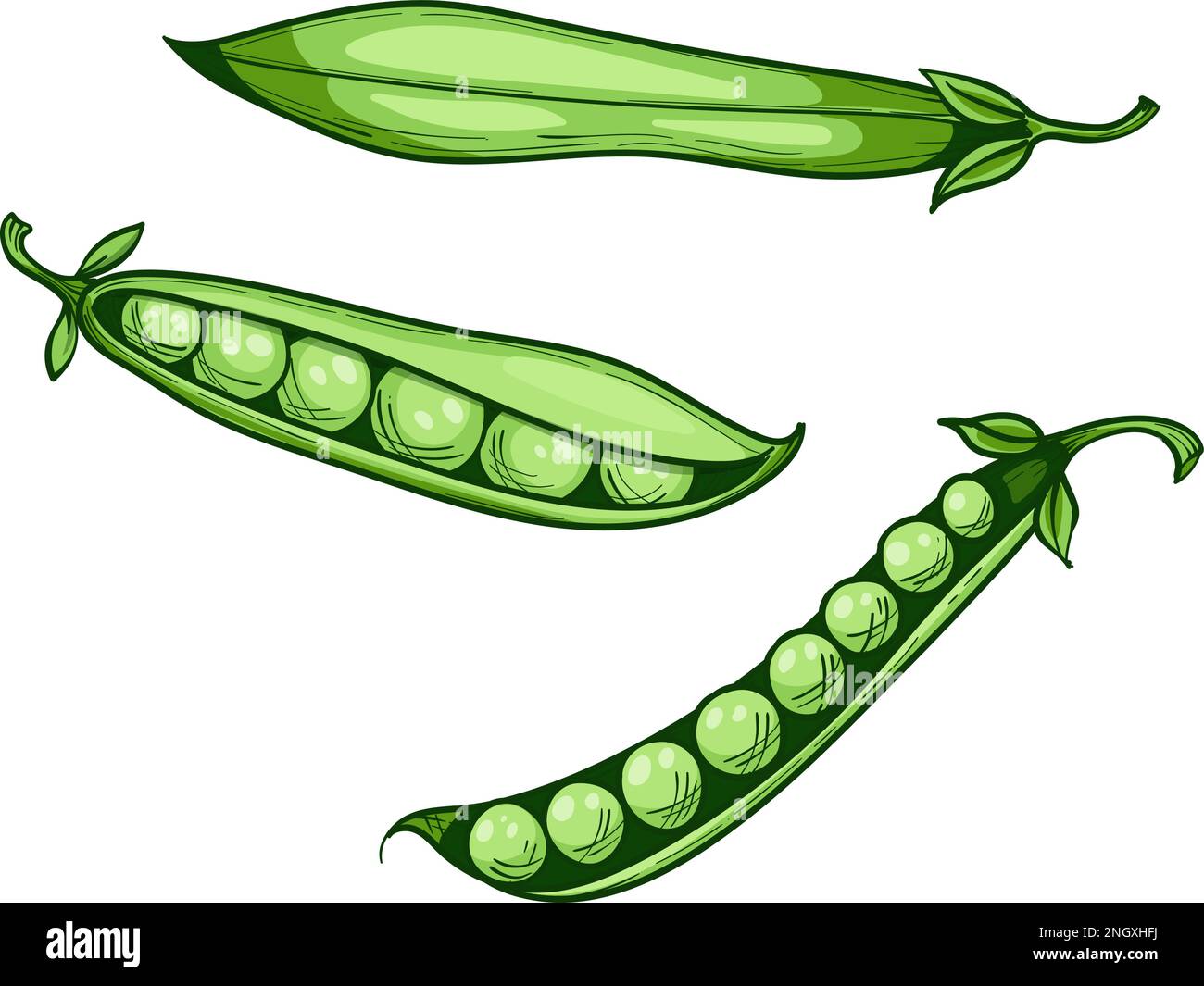 pois verts doux, gousse entière et petits pois, dessin vectoriel dessiné à la main Illustration de Vecteur
