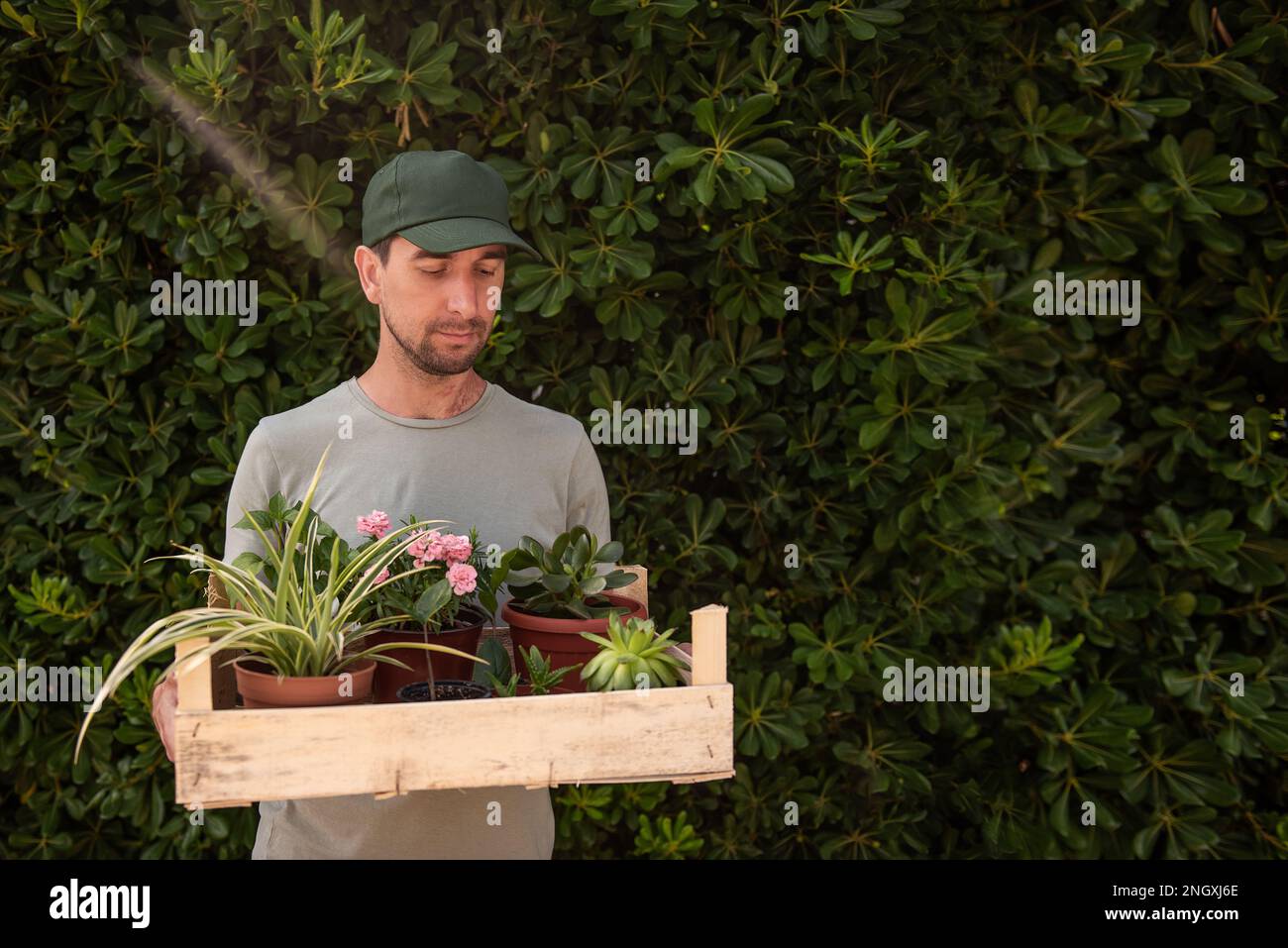 Homme jardinier en casquette verte tient une boîte en bois avec des plantes de maison devant la clôture vivante à feuilles persistantes Phillyrea latifolia. Livraison des semis de la plante n Banque D'Images