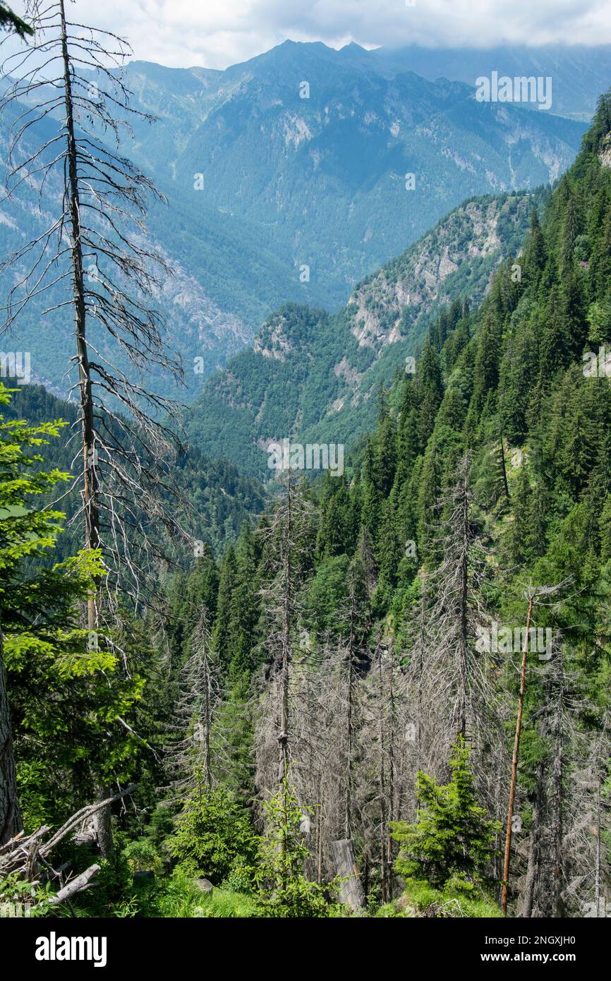 Wilde Natur in den abgelegenen Seitentälern des Valle Mesolcina im Süden Graubündens Banque D'Images