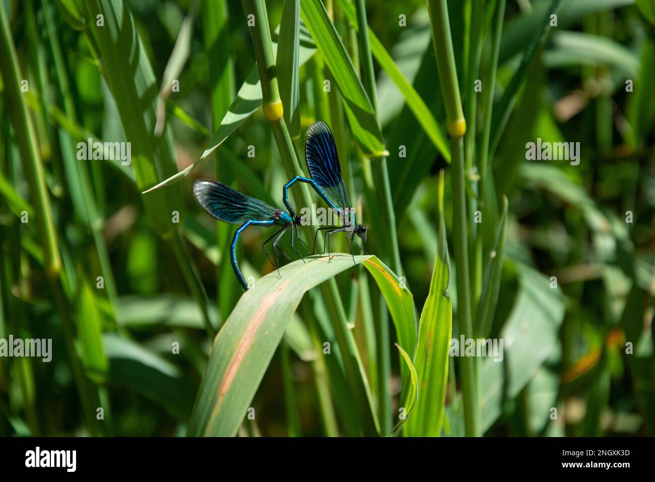 Blauflügel-Prachtlibellen am Schweizer Grenzfluss Doubs Banque D'Images