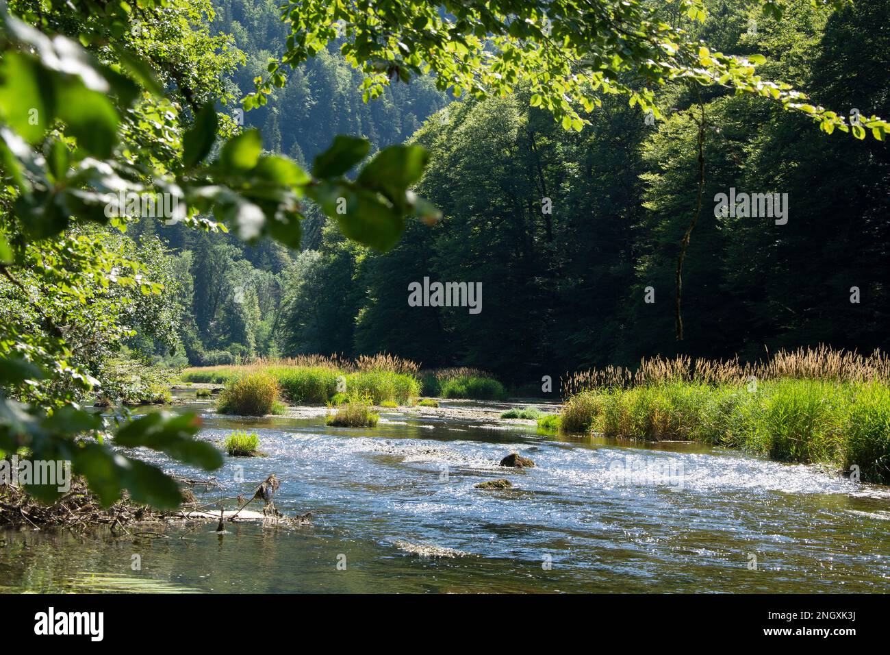 Blühende Natur am Grenzfluss Doubs Banque D'Images