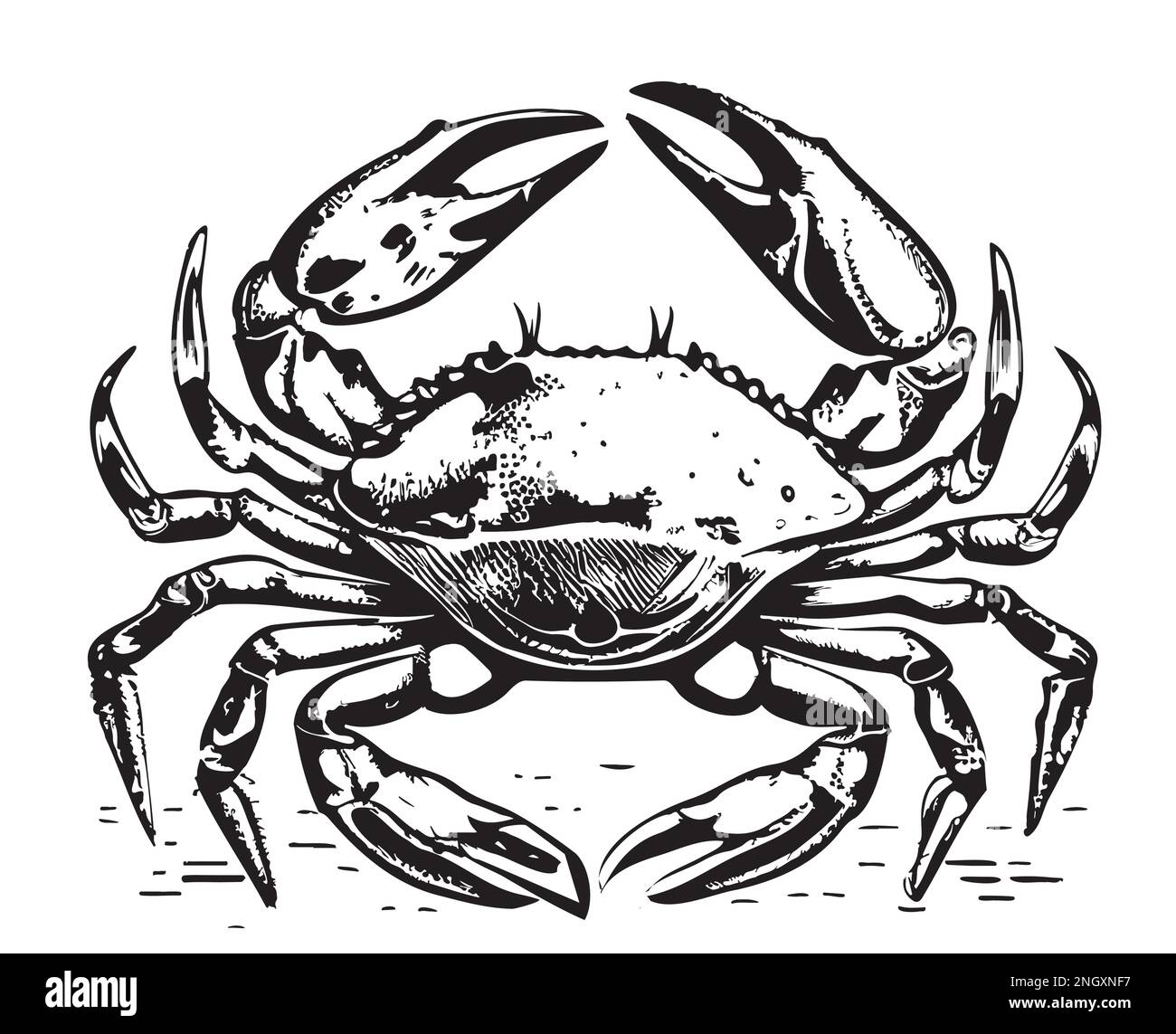 Crabe mer dessin à la main illustrations vectorielles animaux Illustration de Vecteur