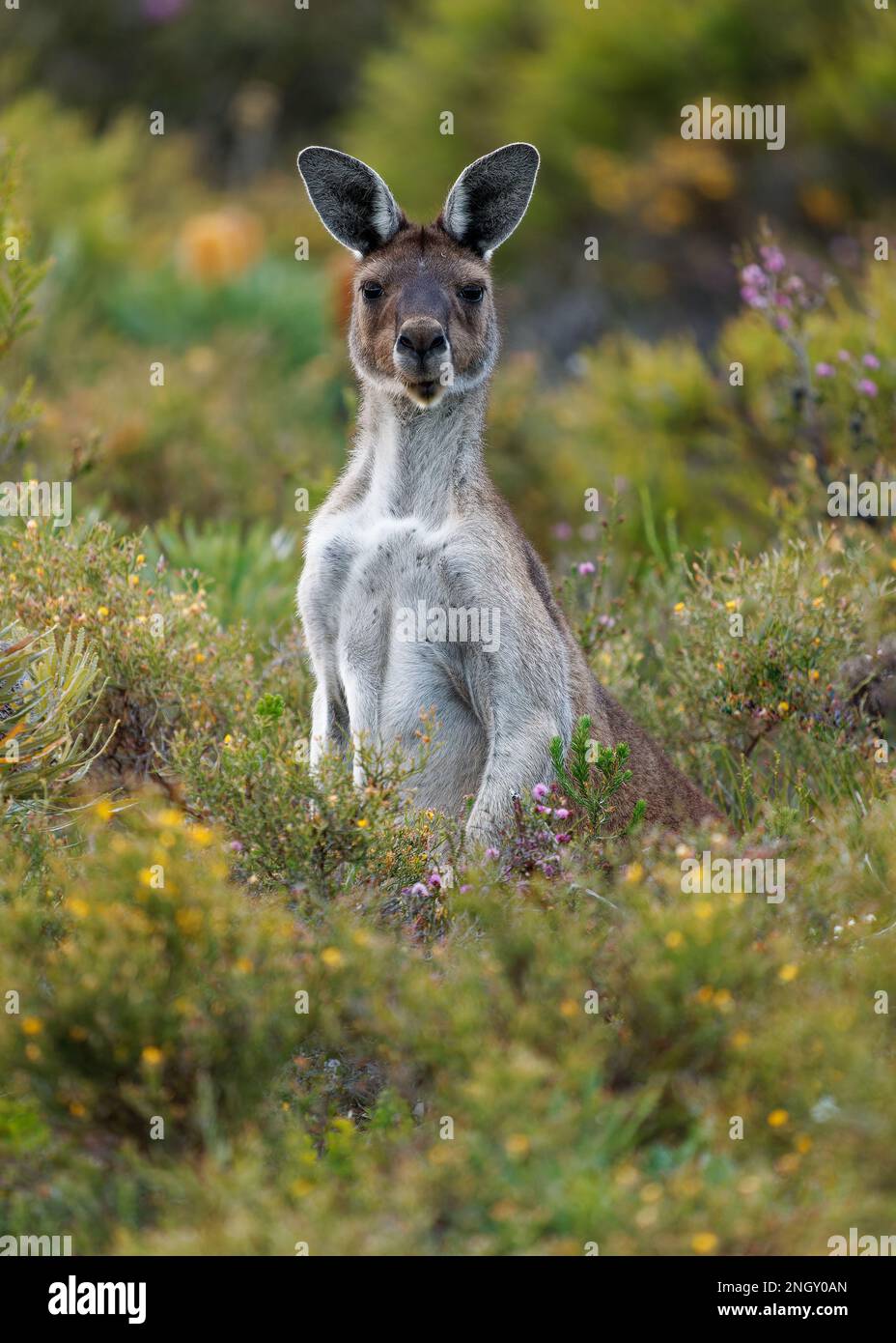 Kangourou gris de l'Ouest - Macropus fuliginosus aussi kangourou géant ou à face noire ou mallee ou kangourou sucette, grand kangourou commun de la partie sud Banque D'Images