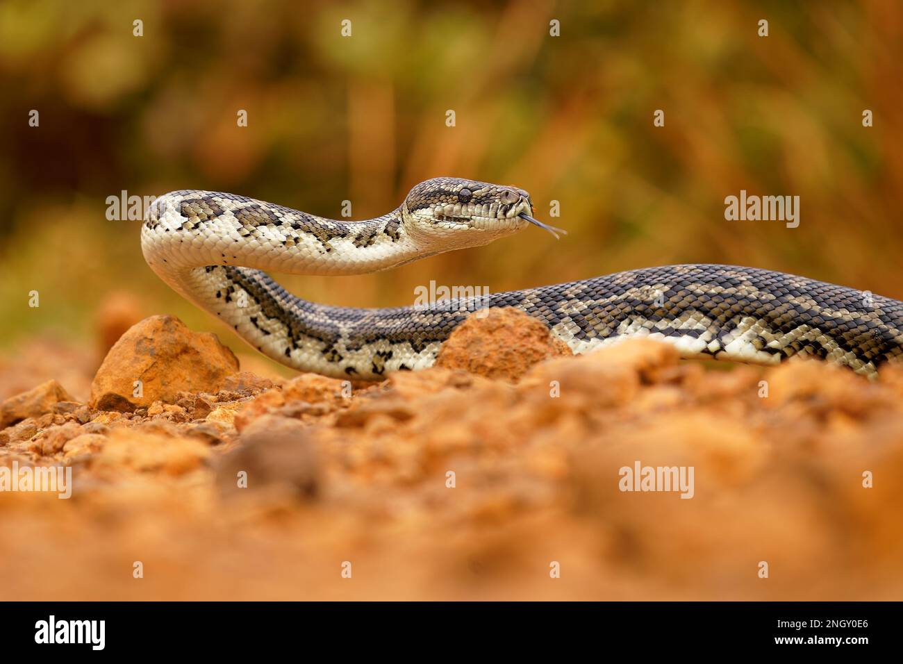 Tapis Python - Morelia spilota Grand serpent de Pythonidae trouvé en Australie, en Nouvelle-Guinée, dans l'archipel de Bismarck et dans le nord des îles Salomon. Serpent Banque D'Images