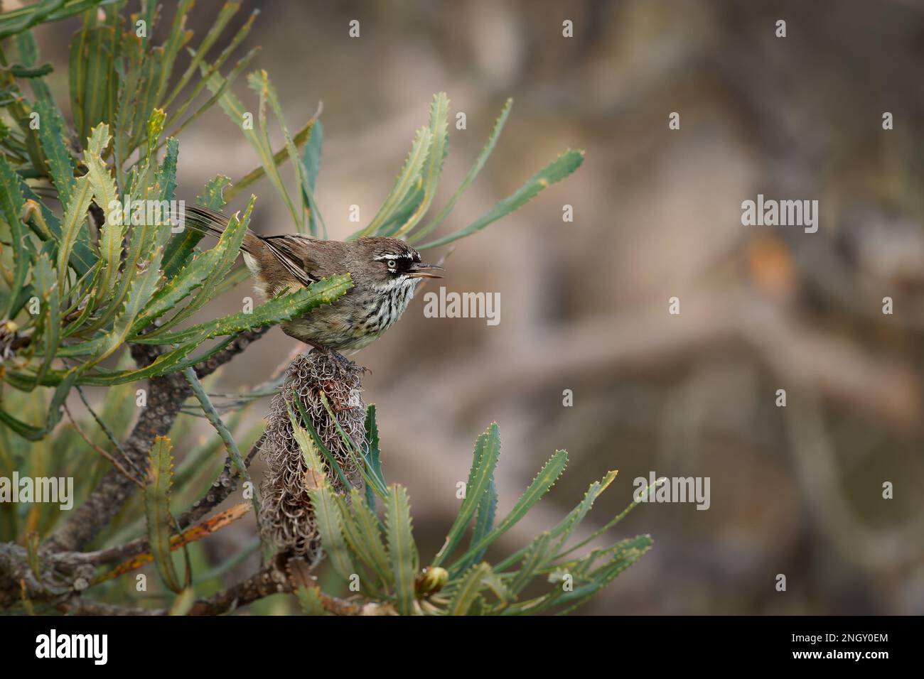 Scrubwren tacheté - Sericornis maculatus oiseau brun et blanc sur le Bush originaire de la côte sud de l'Australie, autrefois considéré comme conspécifique avec W Banque D'Images