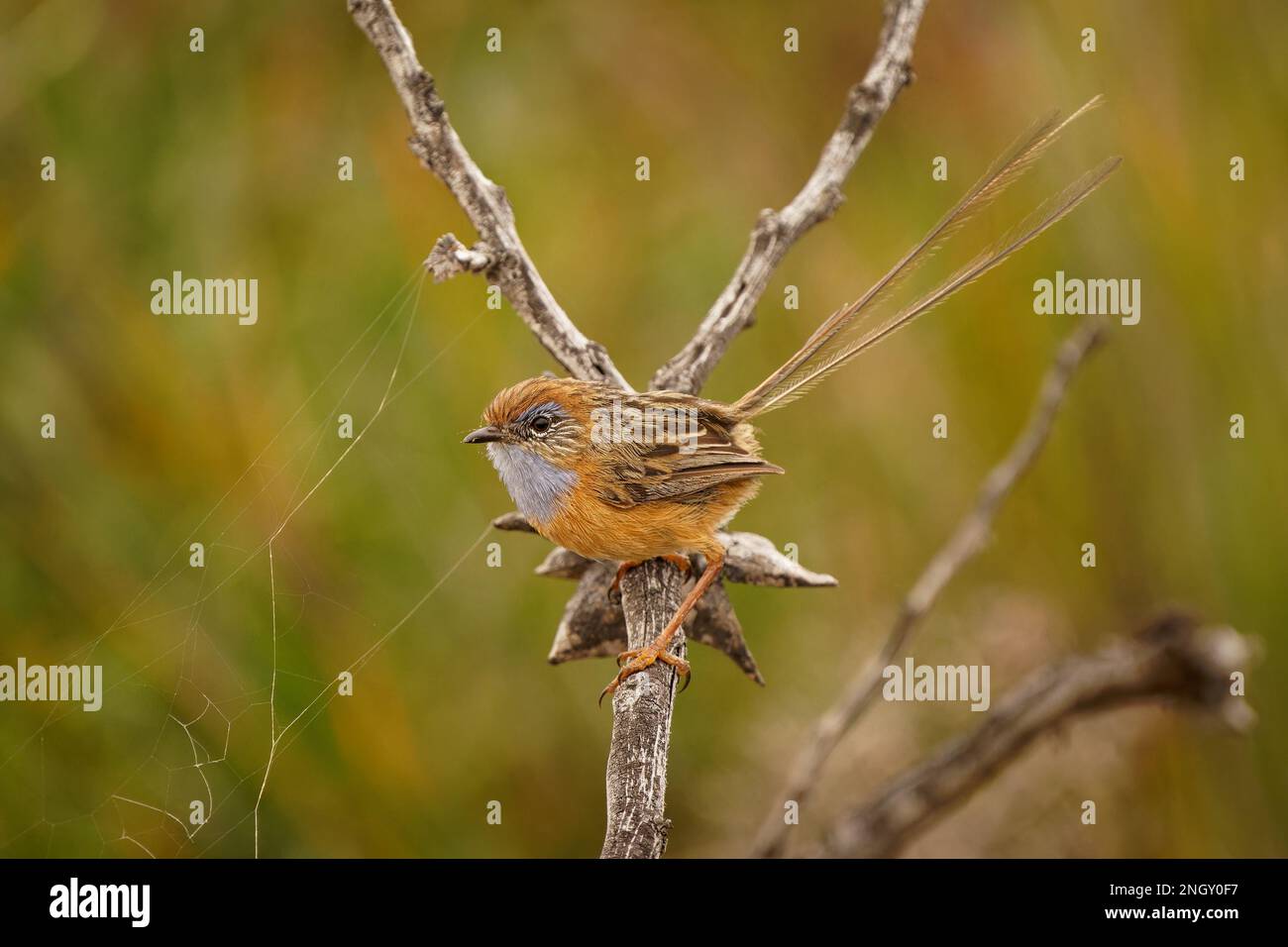 EU-wren du sud - Stipiturus malachurus oiseau brun à longue queue et gorge bleue chez les Maluridae, endémique en Australie, les habitats naturels sont tempérés Banque D'Images