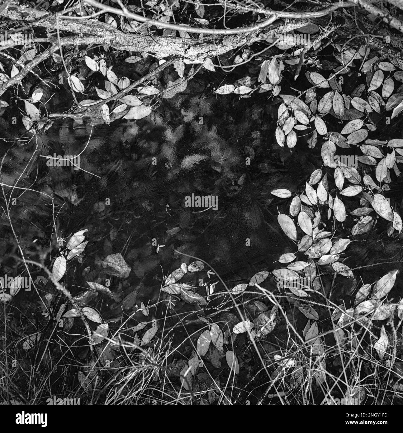 Photographie monochrome de feuilles sur un étang gelé en hiver Banque D'Images