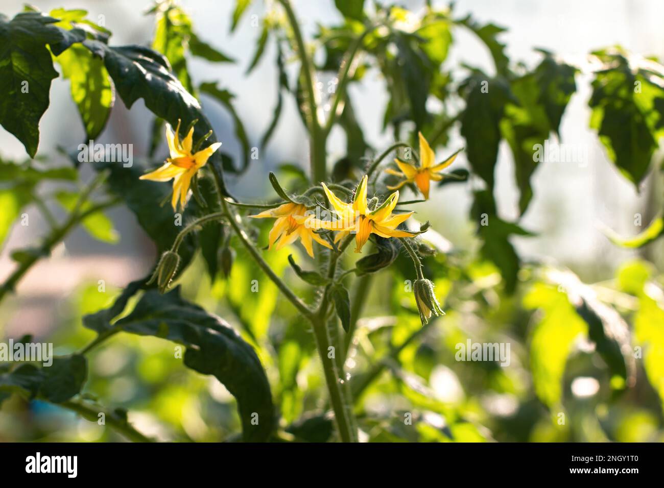 Des fleurs jaunes de tomates sur une branche fleurissent sur un buisson vert. Les fleurs sont petites avec des pétales longs et pointus. Autour des feuilles de tomate. Le Banque D'Images