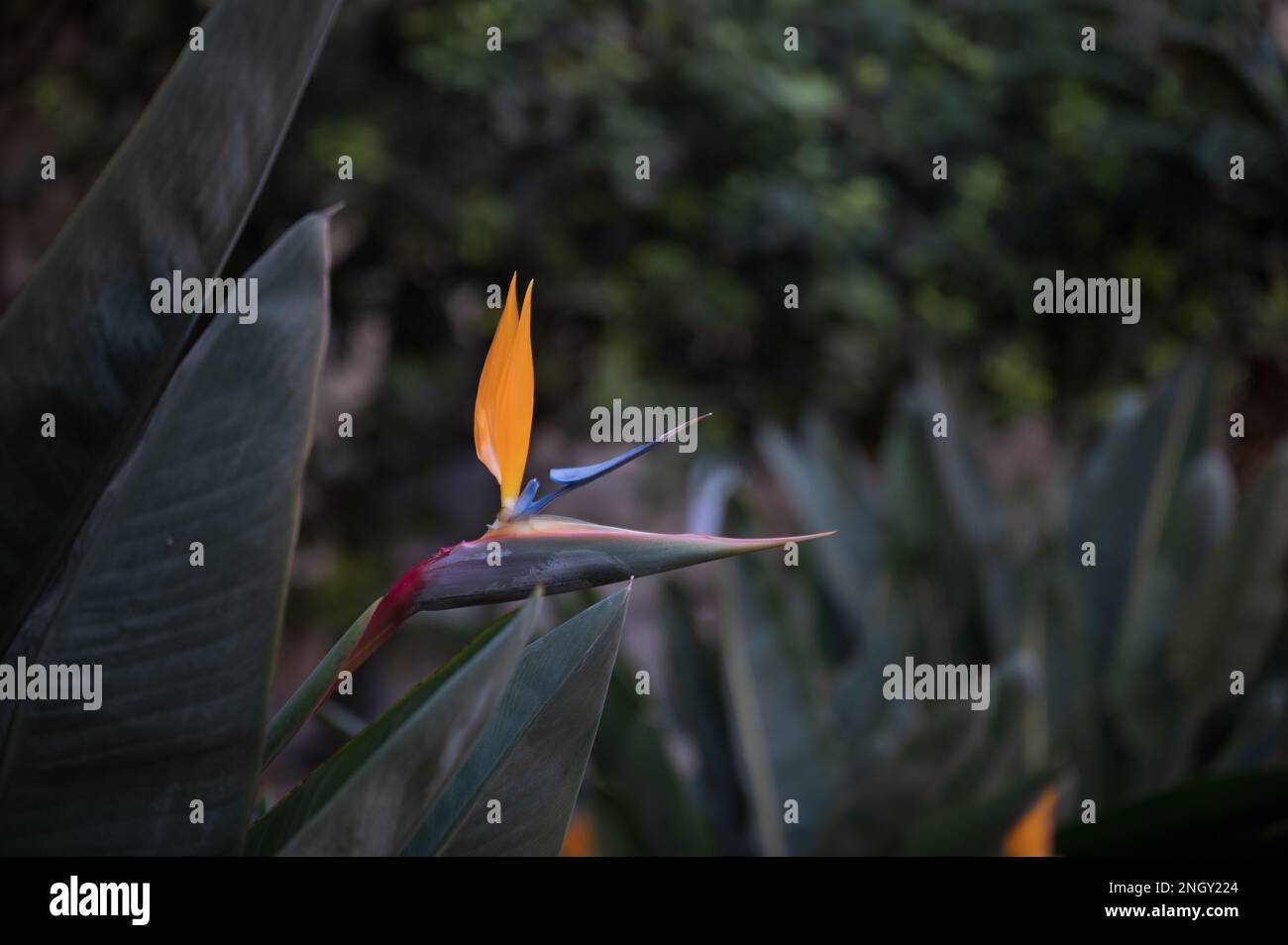 Prenez un moment pour apprécier les petites choses de la vie, comme les détails complexes de cette magnifique fleur d'oiseau de paradis. Ce gros plan shotcas Banque D'Images Prenez un moment pour apprécier les petites choses de la vie, comme les détails complexes de cette magnifique fleur d'oiseau de paradis. Ce gros plan shotcas Banque D'Images