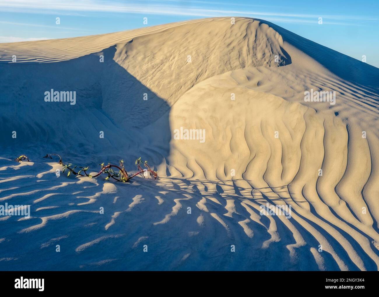 Tendances dans les dunes à Sand Dollar Beach, l'île de Magdalena, Baja California Sur, au Mexique, en Amérique du Nord Banque D'Images