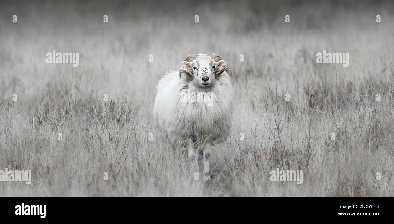 Héath à cornes blanches, mouton allemand ou Heidschnucke en herbe pâle, haute, sèche, centrée, haute, beige doux monochrome, minimalisme, spa négatif Banque D'Images