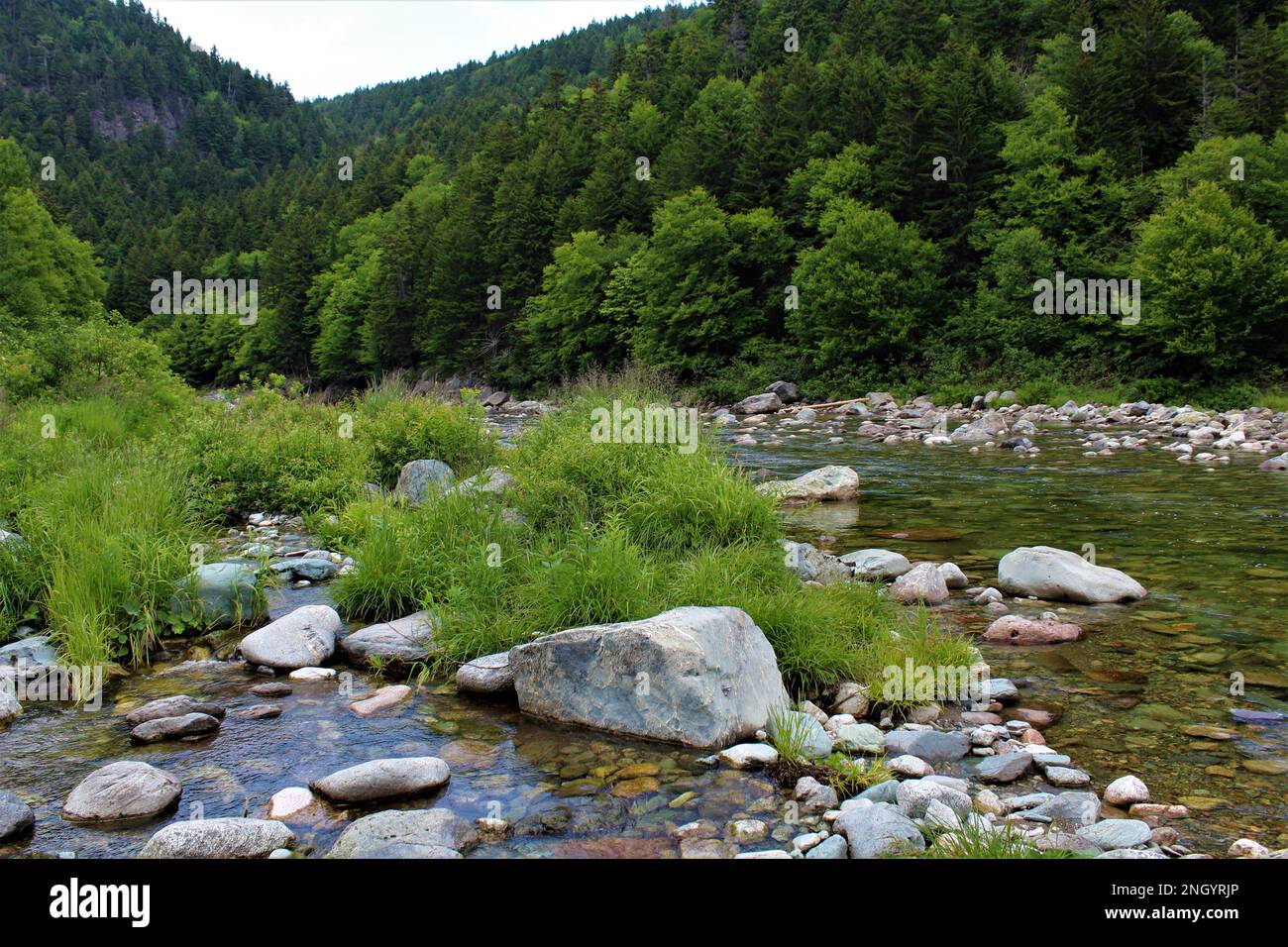 Collines boisées verdoyantes couvertes de bois en été avec une rivière pierreuse au premier plan. Fond d'écran de forêt nature d'été - NB Canada Banque D'Images