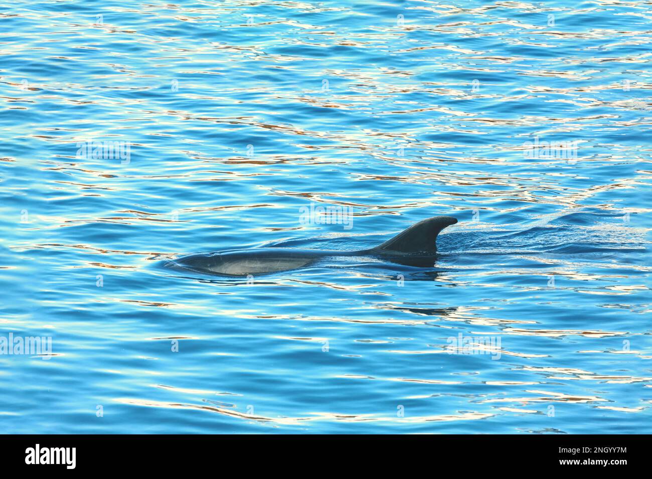 Flipper de dauphin à la surface de l'eau . Nage de poissons dans la mer Banque D'Images