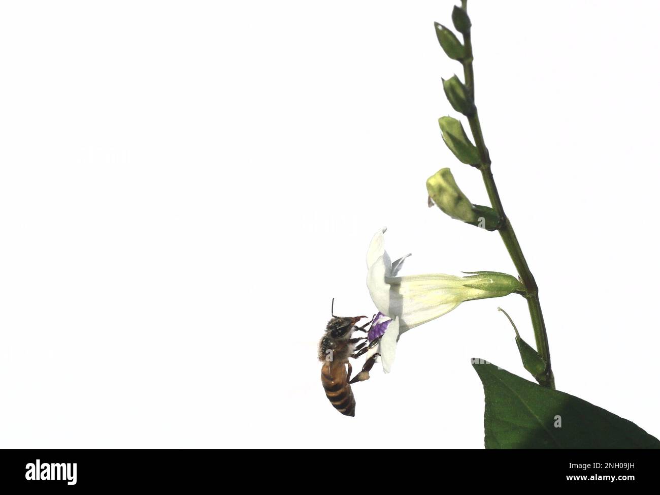 Abeille recherchant le nectar sur le violet chinois blanc ou coromandel ou le renfgant rampant ( Asystasia gangetica ) floraison dans le champ isolé sur blanc Banque D'Images Abeille recherchant le nectar sur le violet chinois blanc ou coromandel ou le renfgant rampant ( Asystasia gangetica ) floraison dans le champ isolé sur blanc Banque D'Images