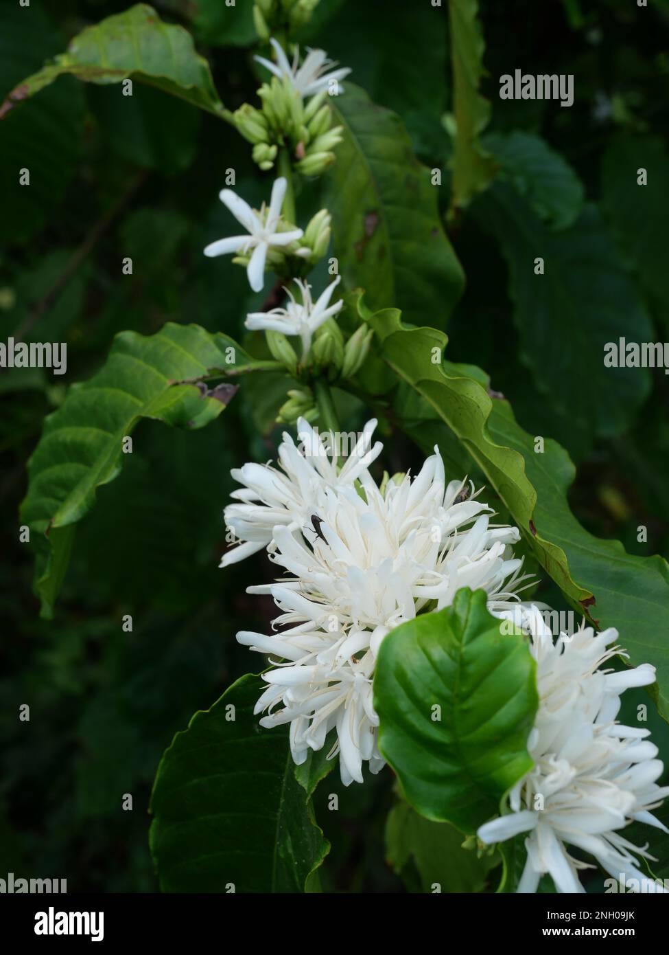 Abeille sur la fleur de café de Robusta sur la plante d'arbre avec feuille verte avec couleur noire en arrière-plan. Pétales et étamines blanches de floraison Banque D'Images Abeille sur la fleur de café de Robusta sur la plante d'arbre avec feuille verte avec couleur noire en arrière-plan. Pétales et étamines blanches de floraison Banque D'Images