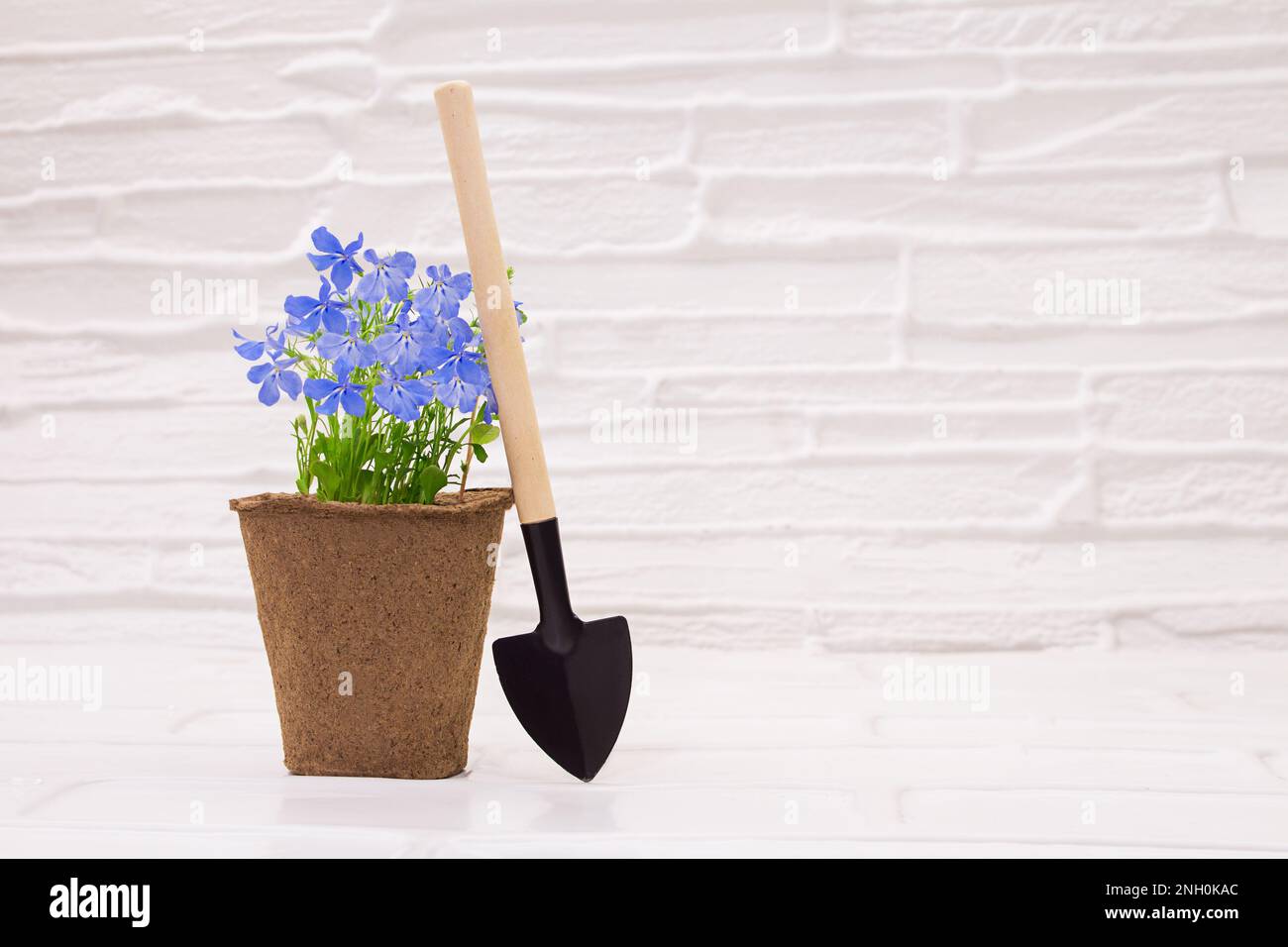 Pot de tourbe biologique écologique avec fleur de lobelia et bêche sur fond blanc. Concept de jardinage, plantation. Copier l'espace Banque D'Images