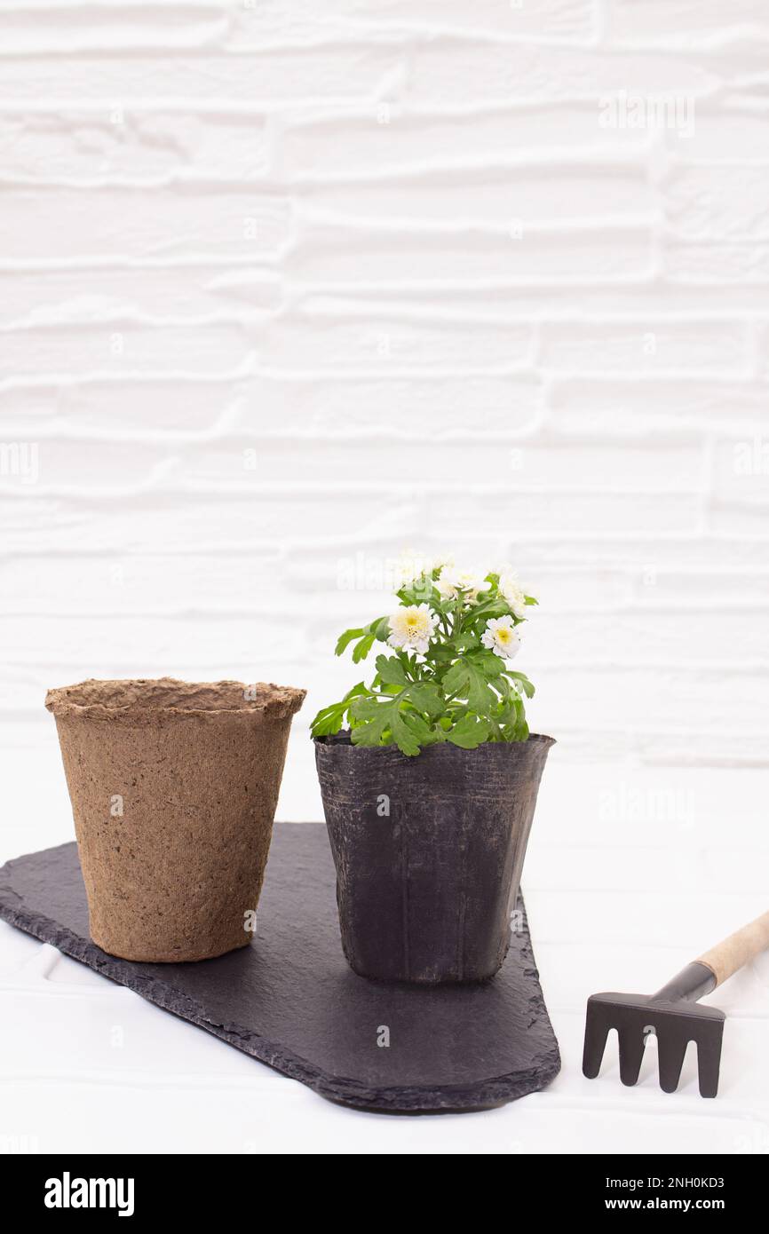 Tourbe biologique écologique et pots noirs avec fleur de chrysanthème et râteau sur tableau noir sur fond de table blanc. Concept de jardinage, plantation, Banque D'Images