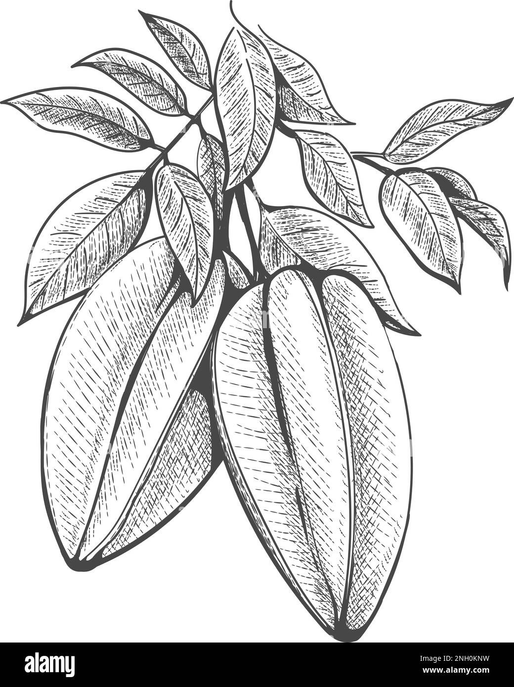 Branche de carambola dessinée à la main Illustration de Vecteur