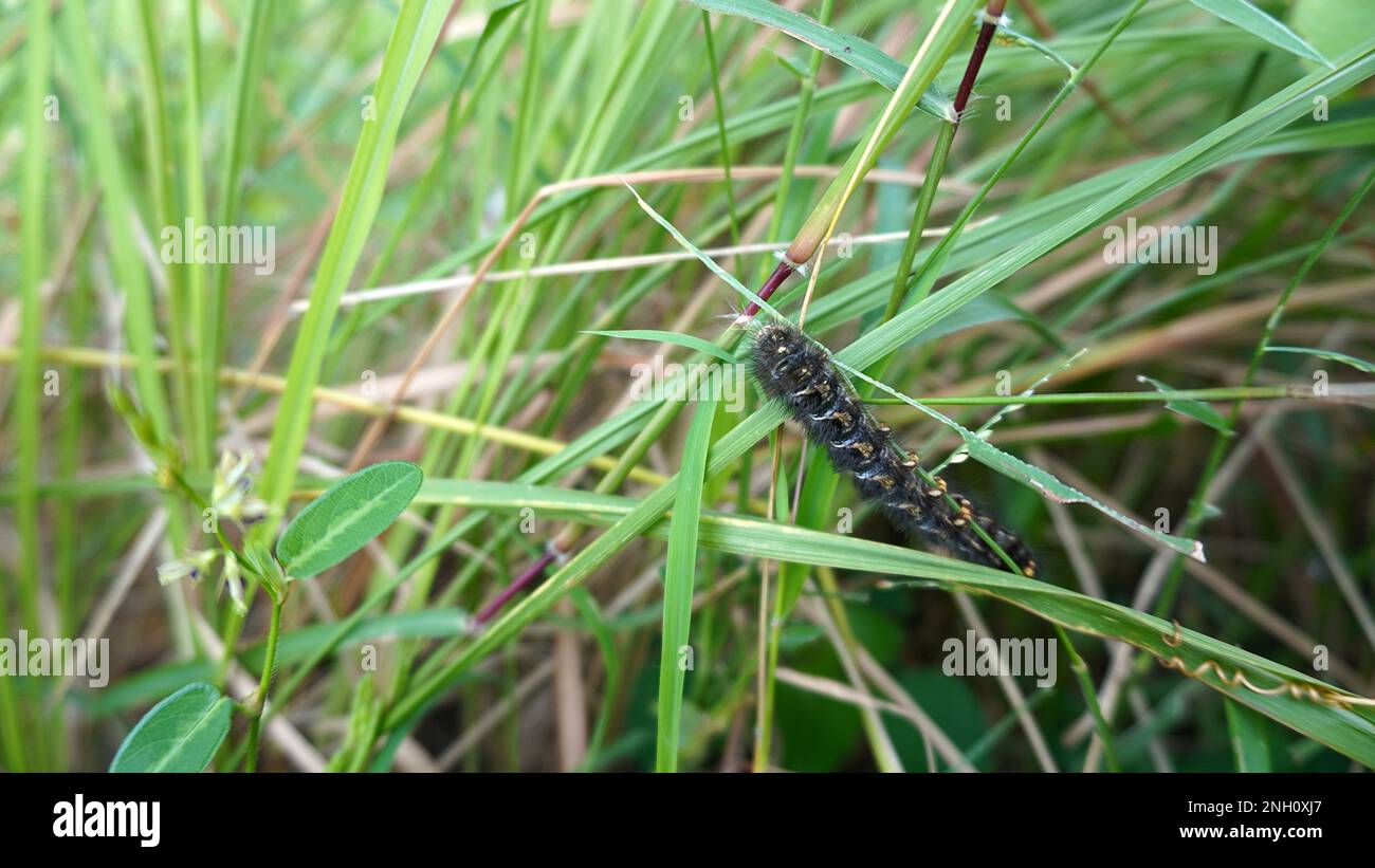 chenilles noires sur les plantes d'herbe de mauvaises herbes Banque D'Images chenilles noires sur les plantes d'herbe de mauvaises herbes Banque D'Images