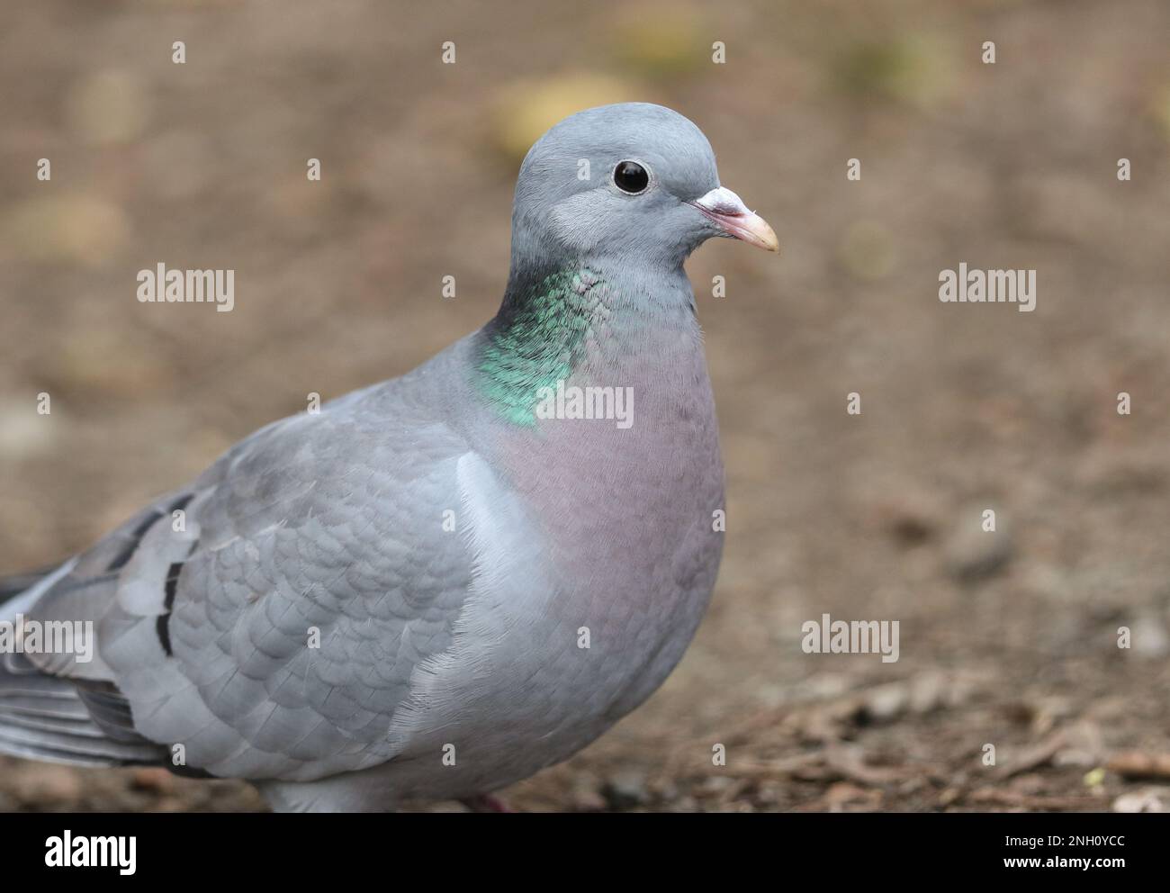 Une photo à la tête d'un magnifique stock Dove, Columba oenas, se nourrissant dans les bois. Banque D'Images